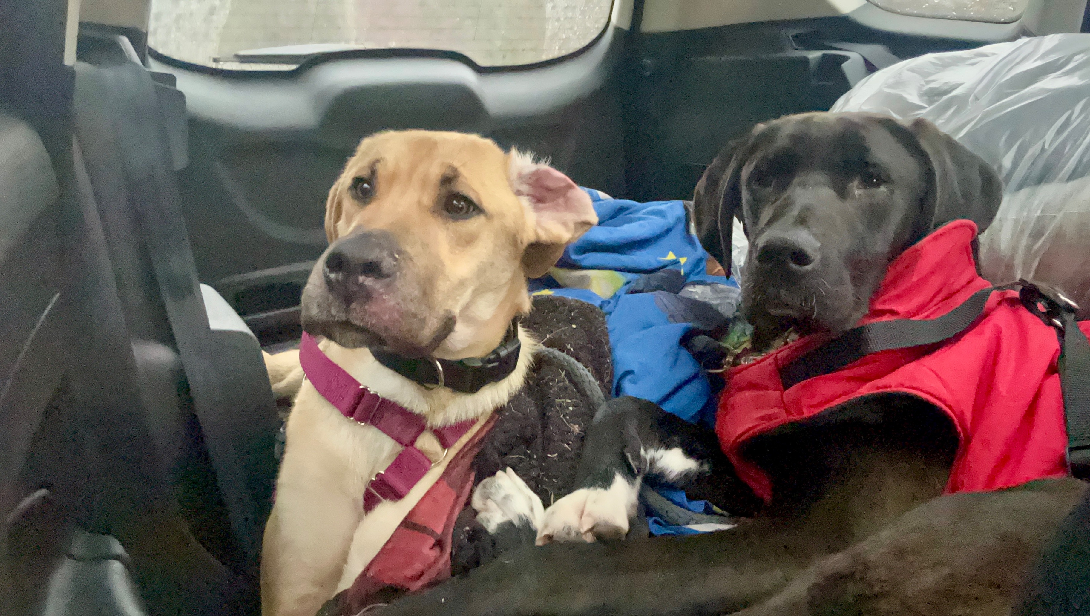 Fundraiser by Kristy Falconer Surgical and vet care for Koda and Rocky