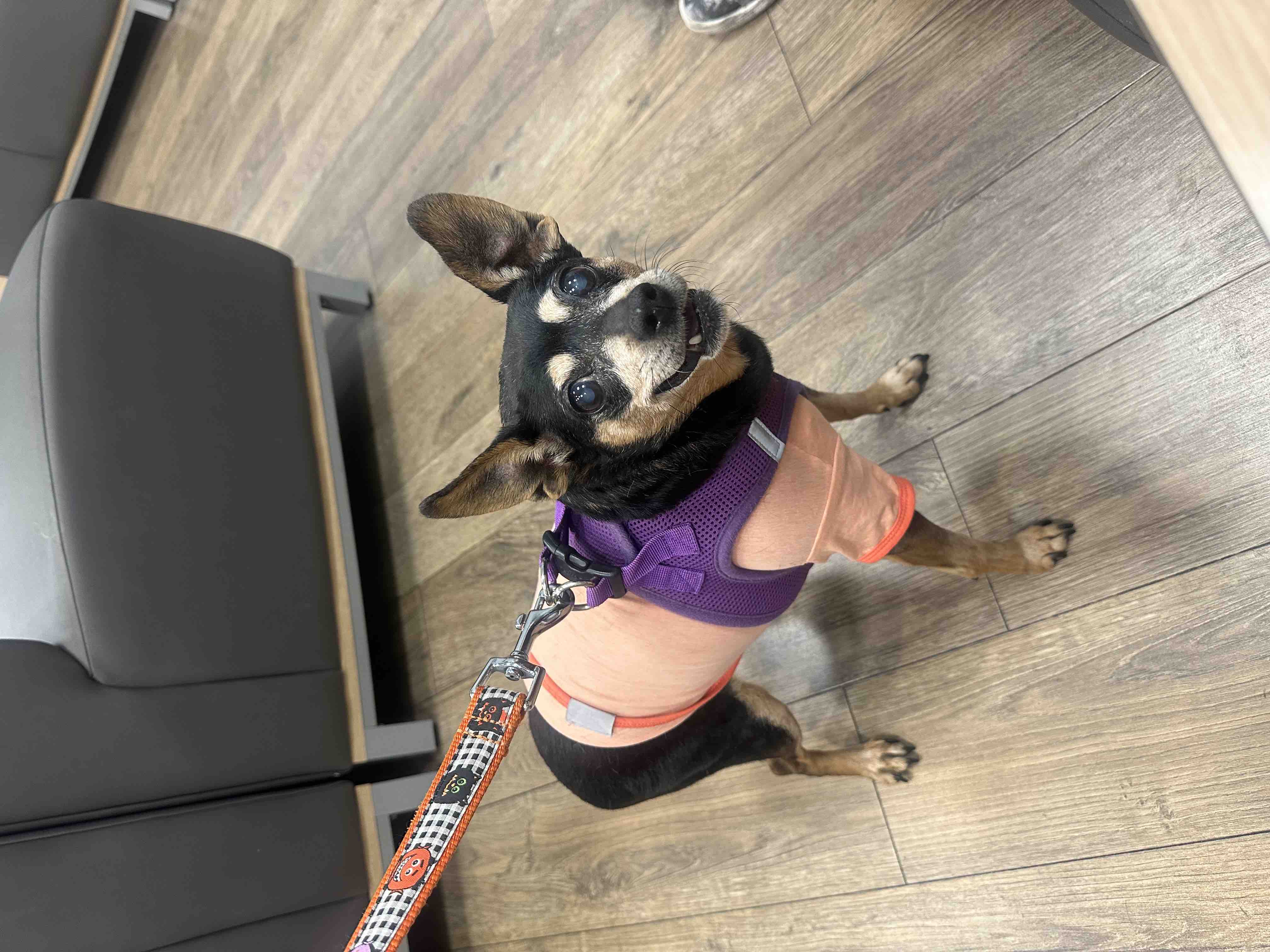 Help with Mini’s ongoing veterinary care campaign photo, 5 of 6