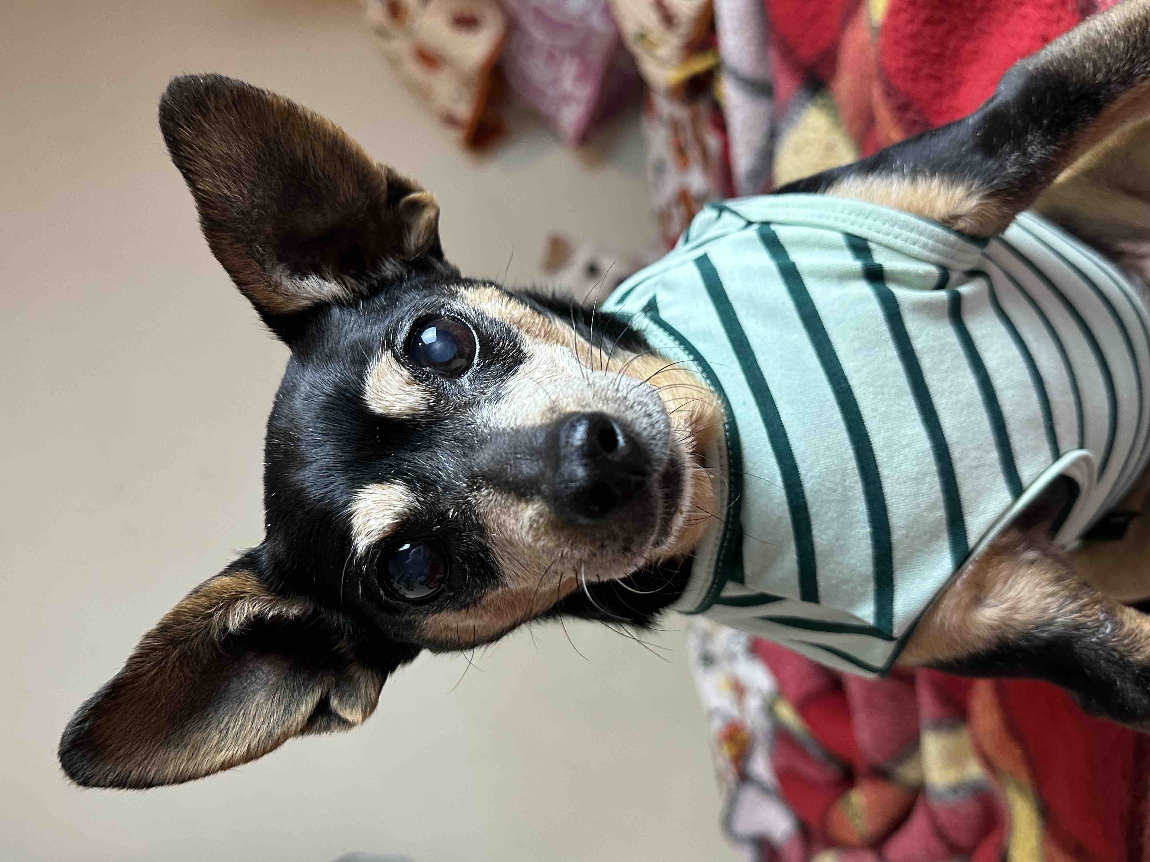 Help with Mini’s ongoing veterinary care campaign photo, 2 of 6