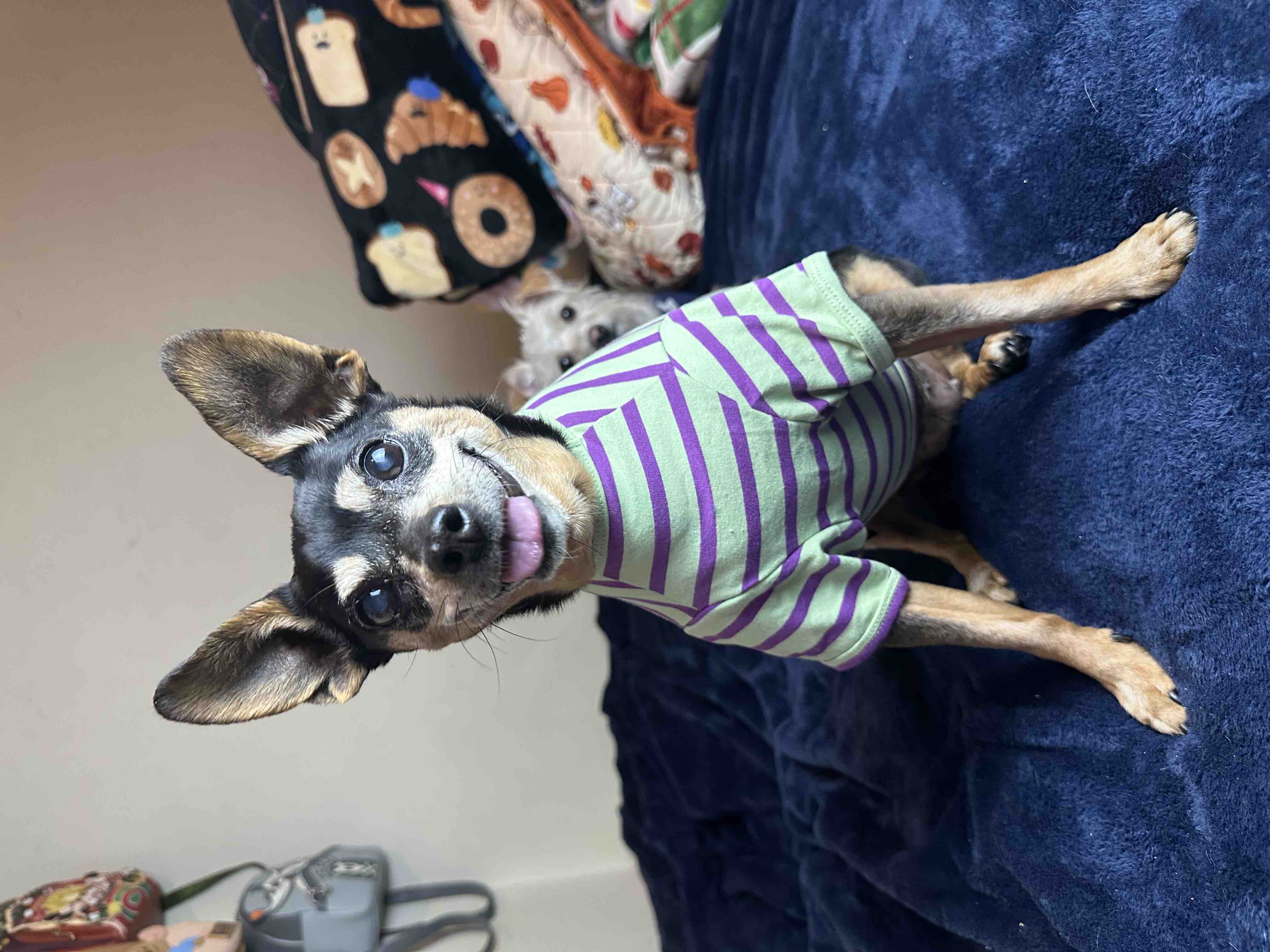 Help with Mini’s ongoing veterinary care campaign photo, 4 of 6