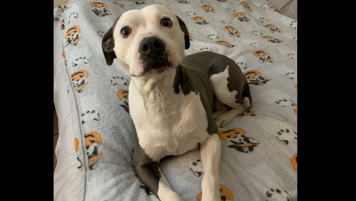 Fundraiser by Michelle Stern RUSS MEDICAL ATTENTION