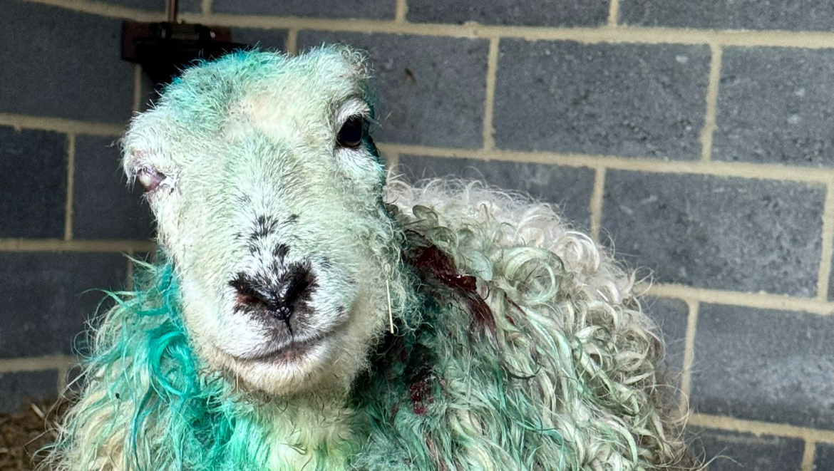 Please help us help Dolly photo