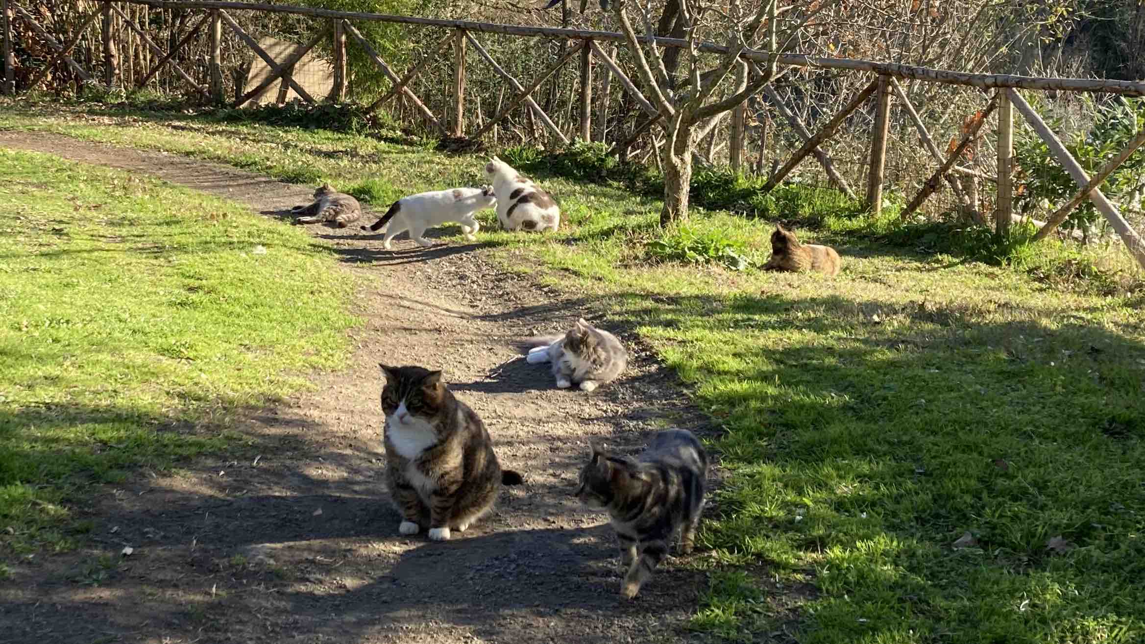 Amori Randagi della Lu’ photo