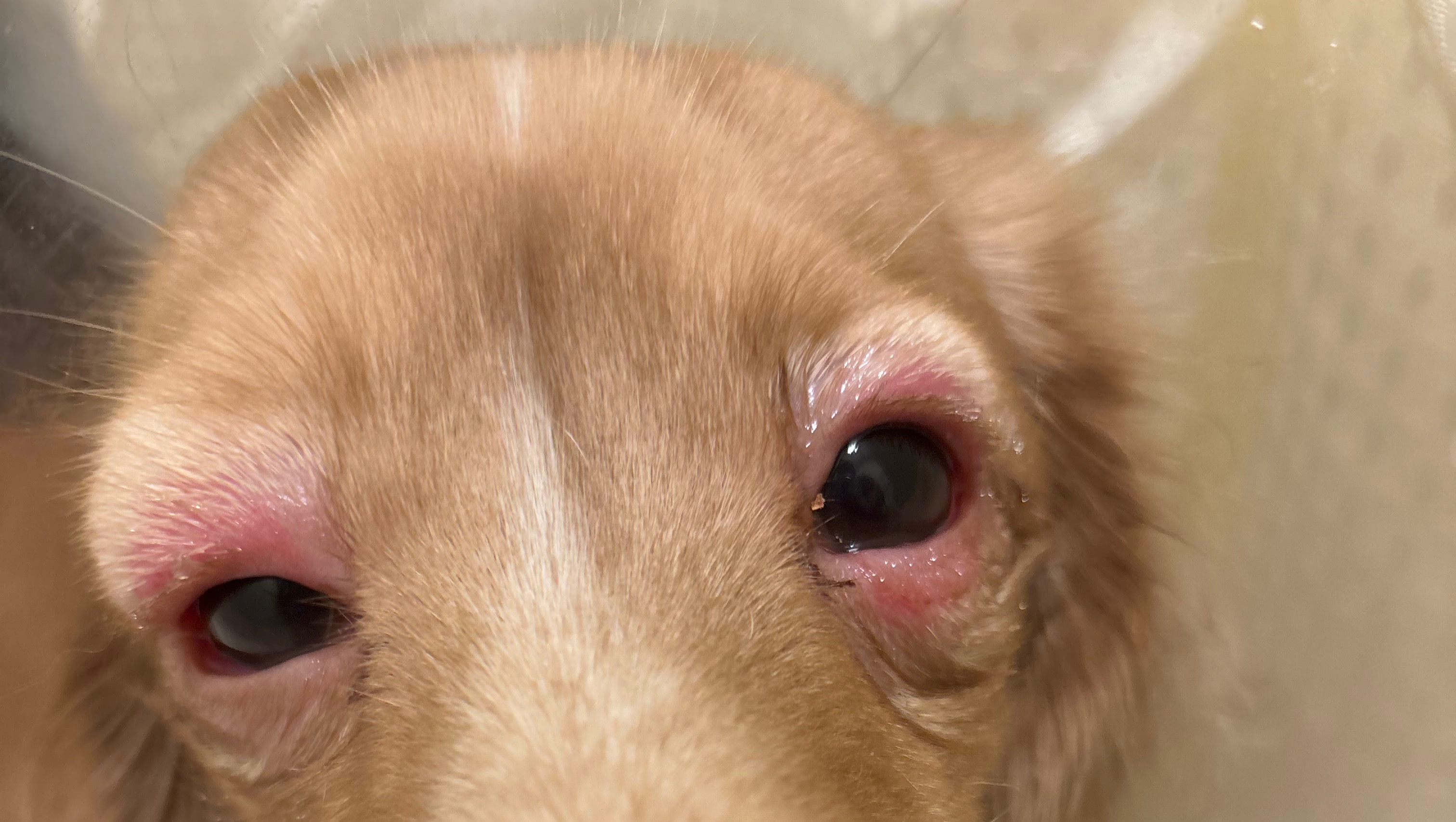 Dog eye outlet surgery near me