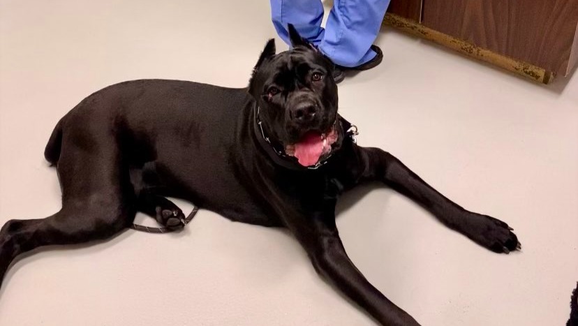 Cane corso 2024 hip dysplasia