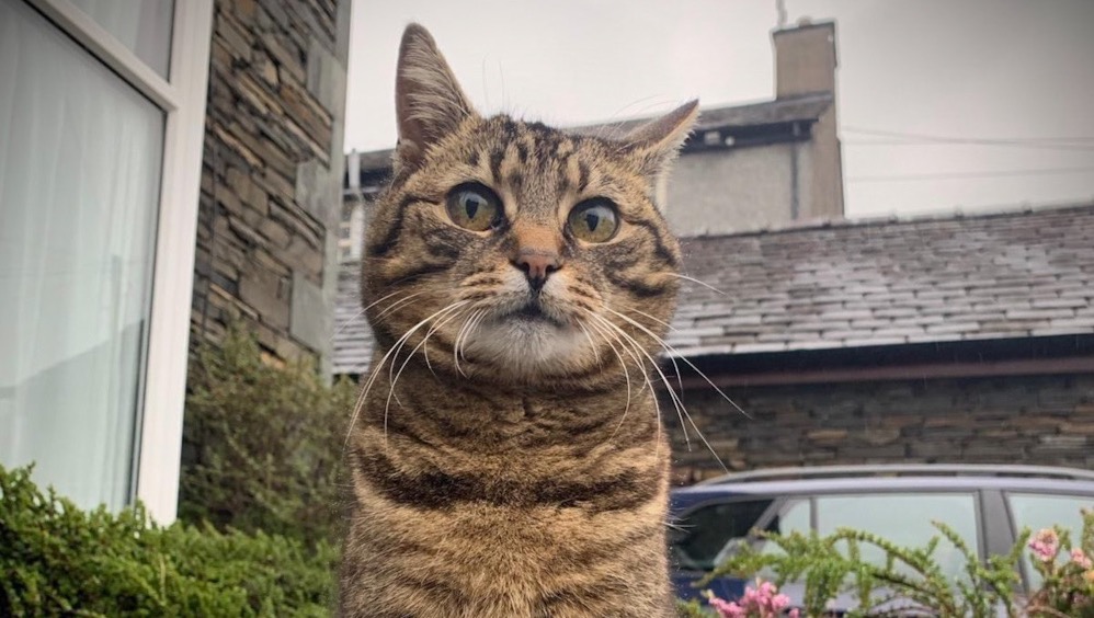 Fundraiser for Ian Rollins by Laszlo Papp : Riley the Cat statue