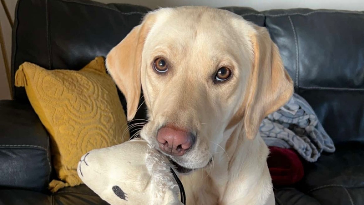 Fundraiser by Presley Loper : Lemon, a 2 yr old Lab with a collapsed lung