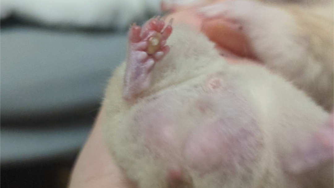 Fundraiser by grace suede funds for infected hamster veterinary bill