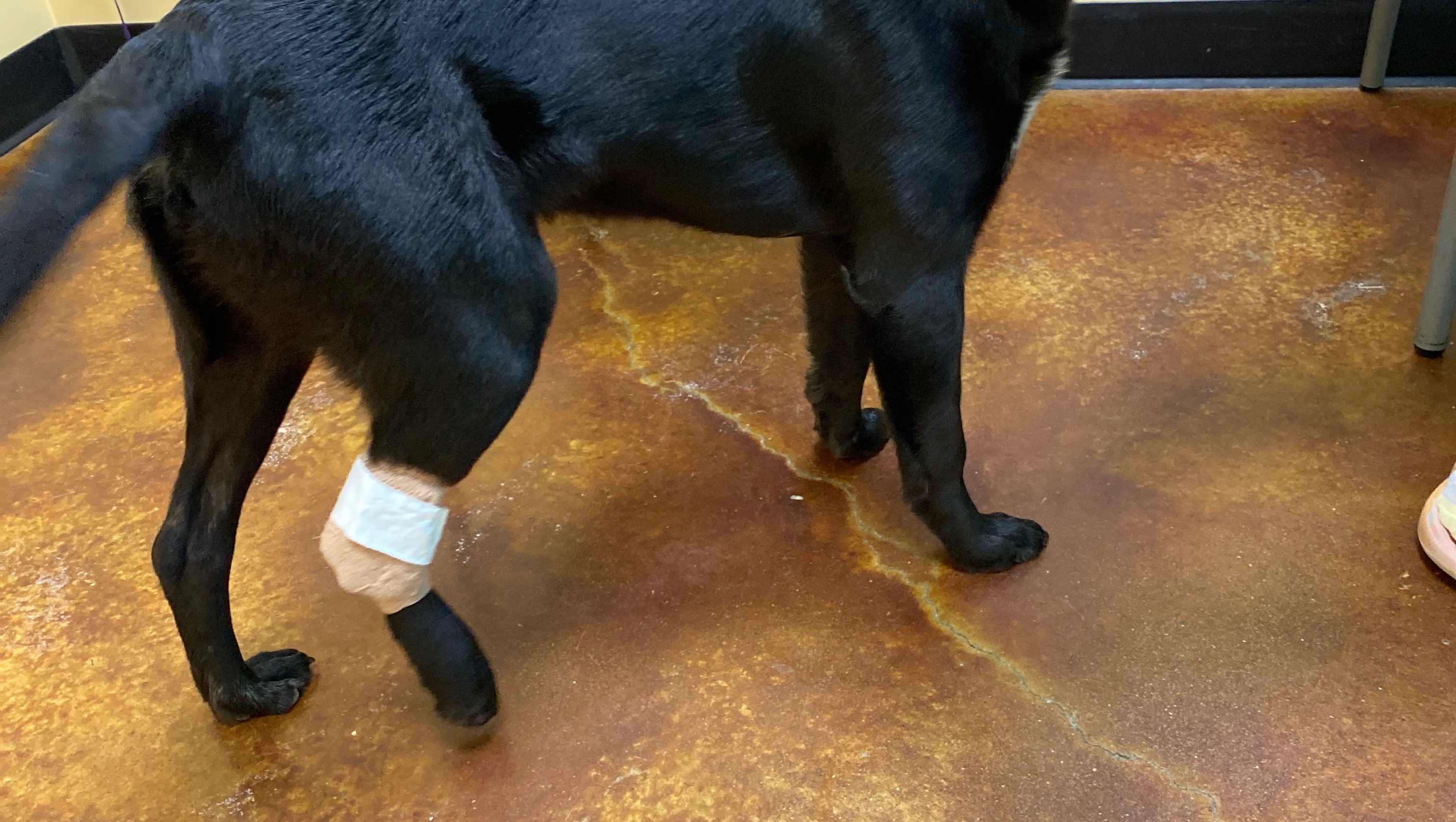 Fundraiser by Deborah Jackson To get my dogs leg fixed