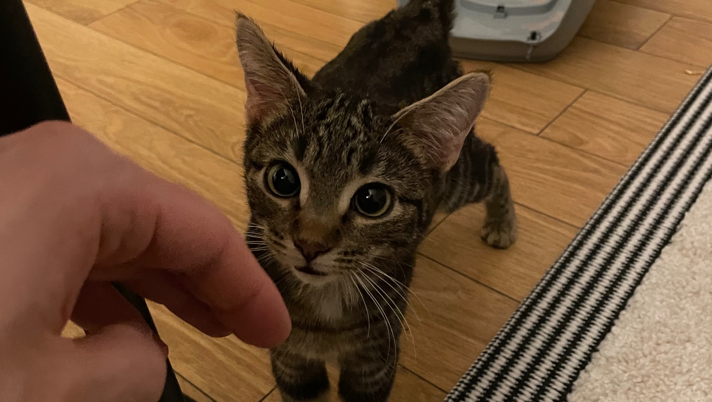 Fundraiser by Rebecca Pickard Moonstone Rescue and MacMillan Cancer