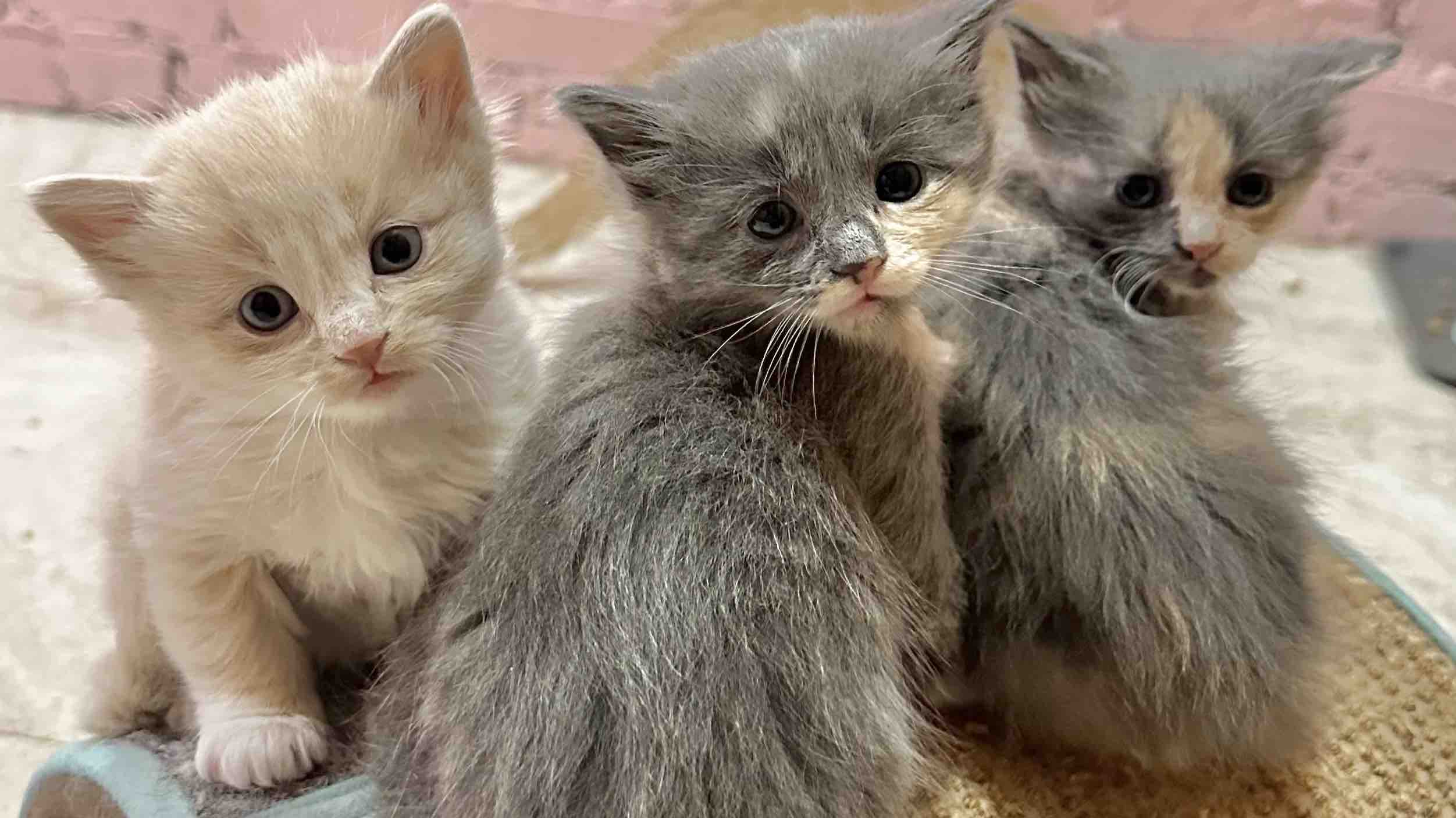 Fundraiser by Emilie Rackovan : Kitten Season Fundraiser