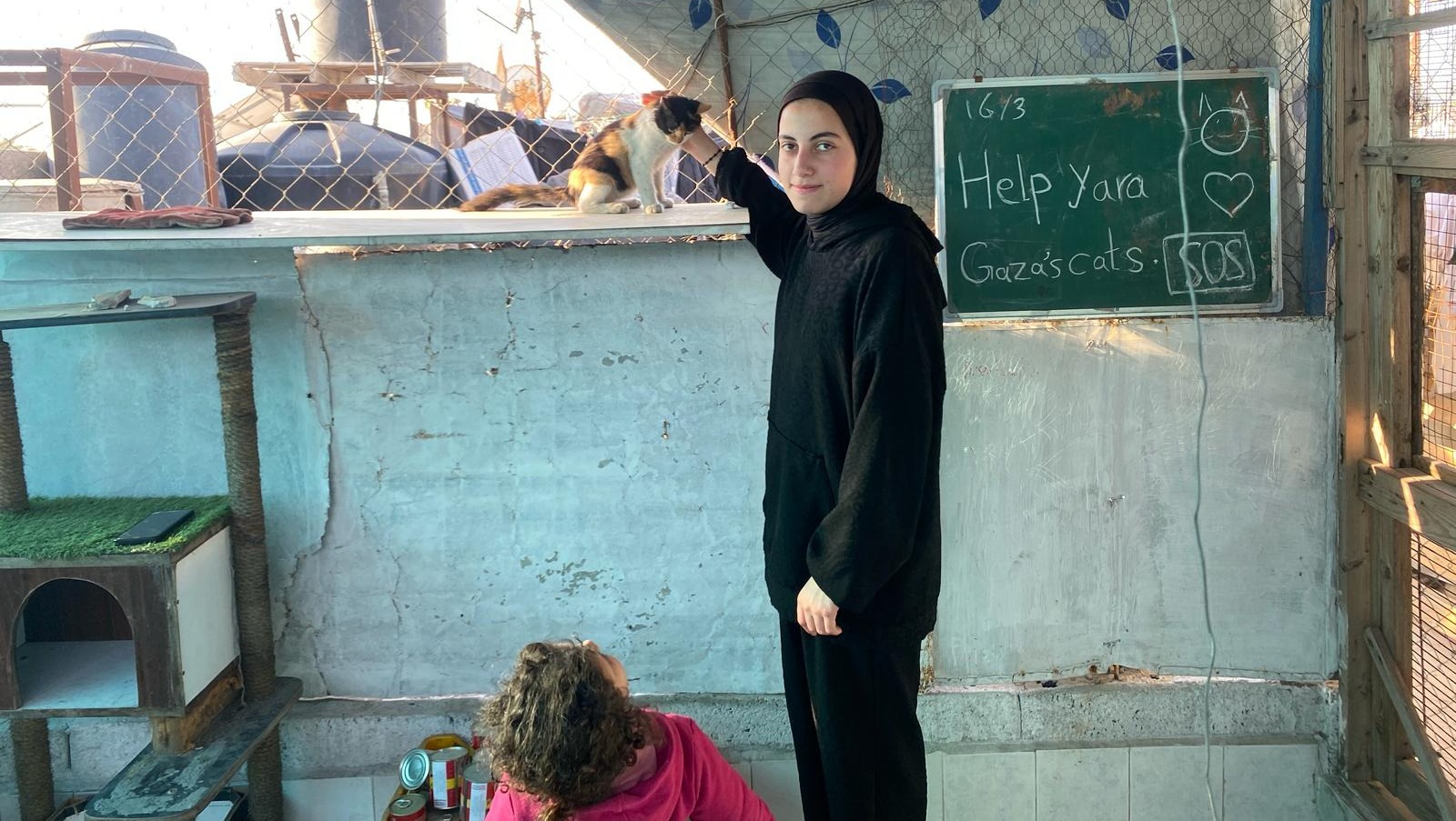 Help Yara save Gaza's stray cats pinned link photo