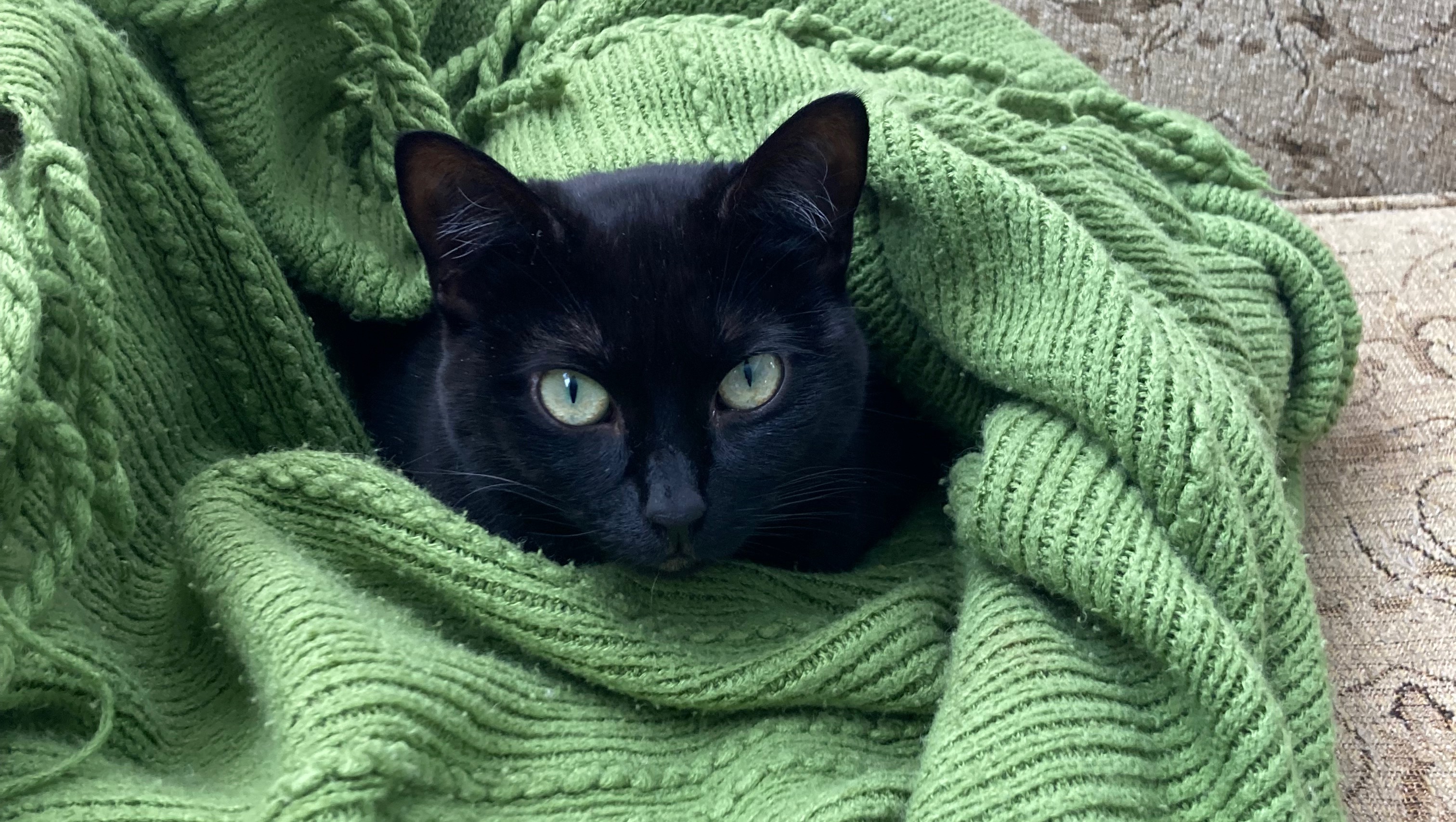 Fundraiser for Alyssa Kuchii by Sonya Koffman Emergency Veterinary