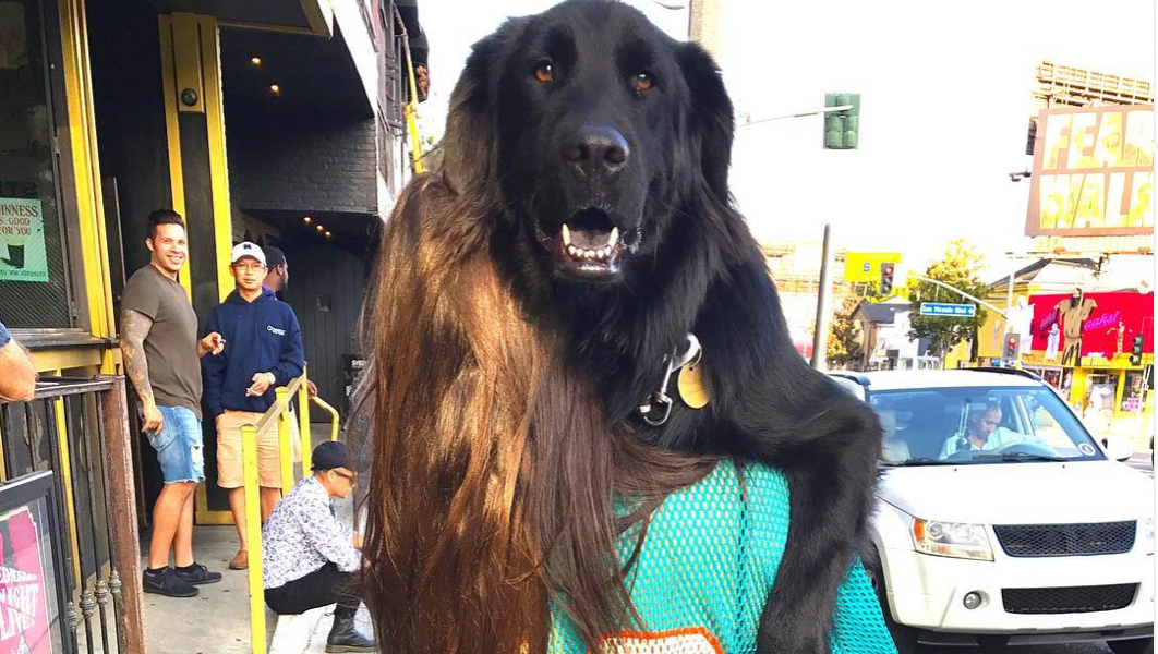 Help Moosey Beat Cancer photo