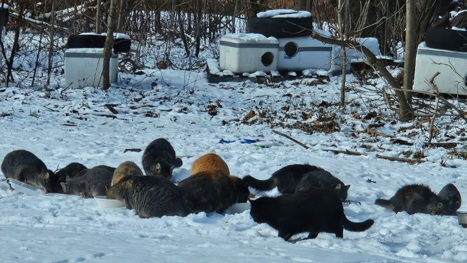 Fundraiser by Mike Patrone Cat Colony Spay, neuter & relocate.