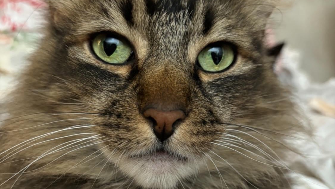 Fundraiser by Patricia Hall Mr. P’s emergency vet fees