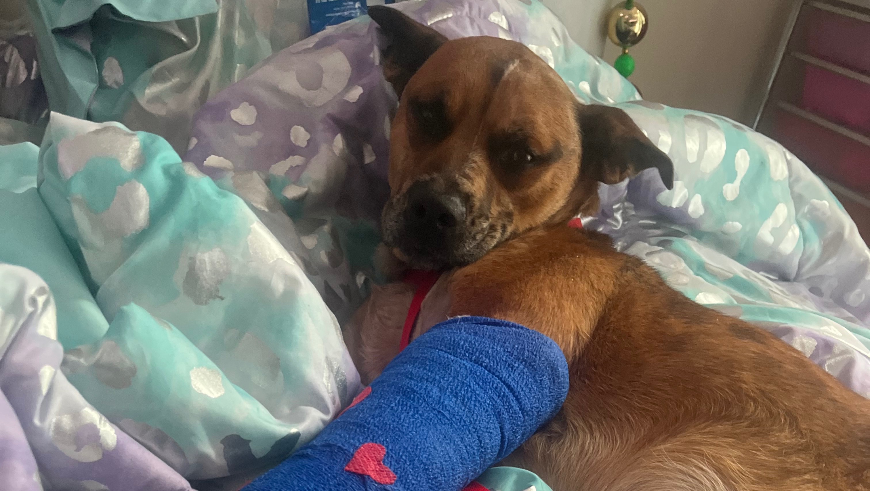 Fundraiser by Darin Burns Help with vet bills and treatment even 1 helps TY