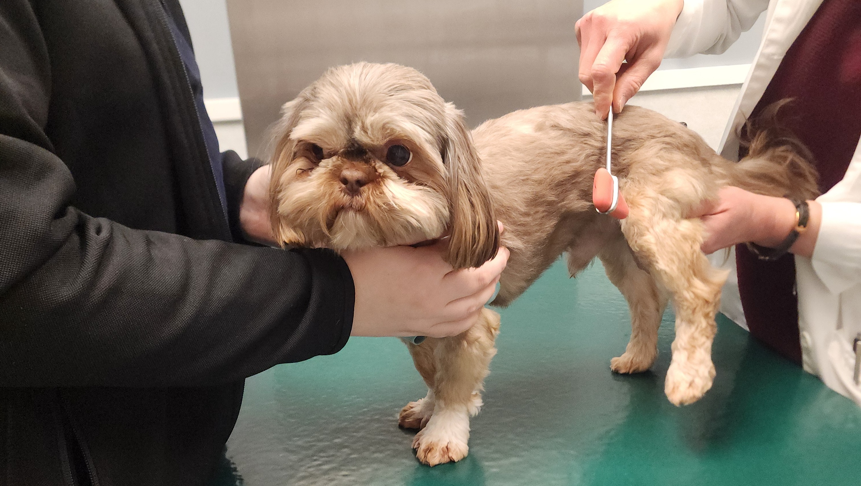 Fundraiser by A New Beginning Animal Rescue Willy needs 2 MRI's brain