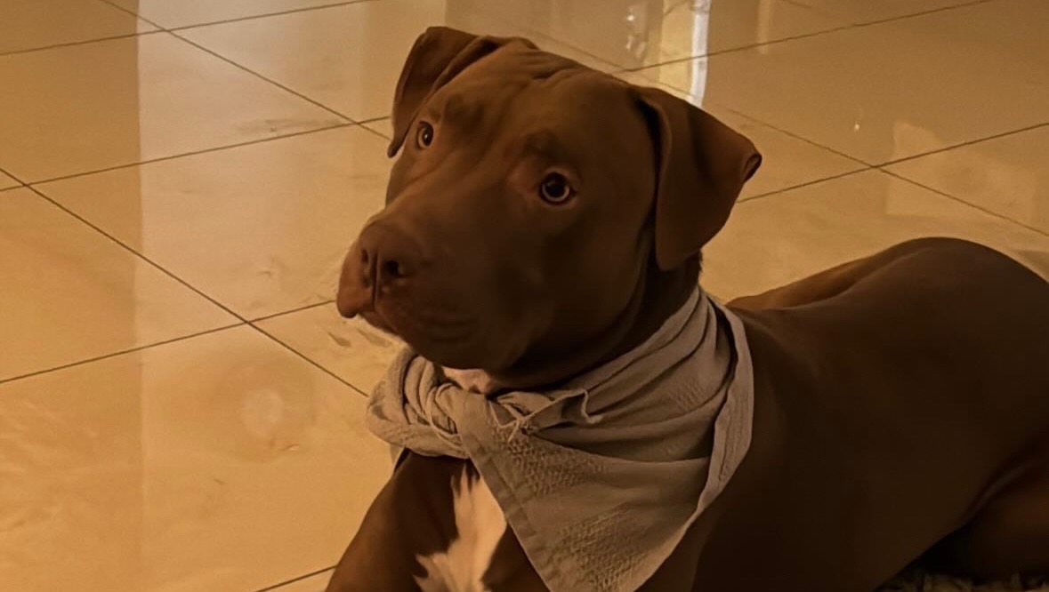 Fundraiser by Connor Hayes Help me get my dog back