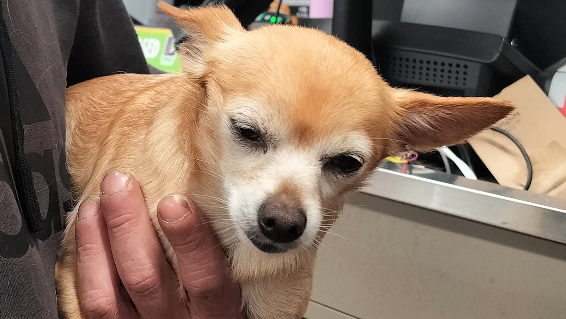 Fundraiser by John Stog Help with veterinary bills