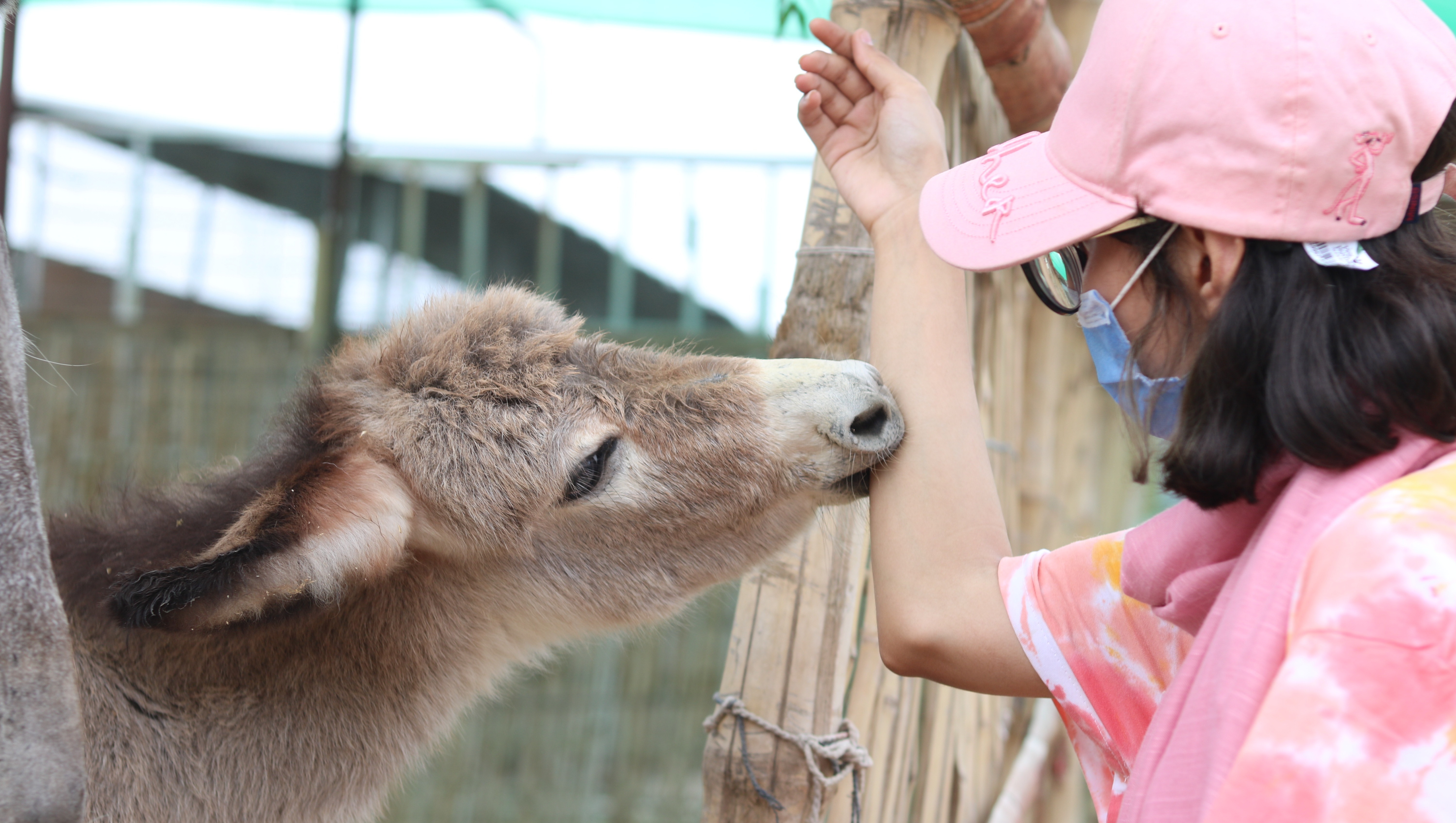 Help TWS build Pakistan's Largest Animal Sanctuary photo