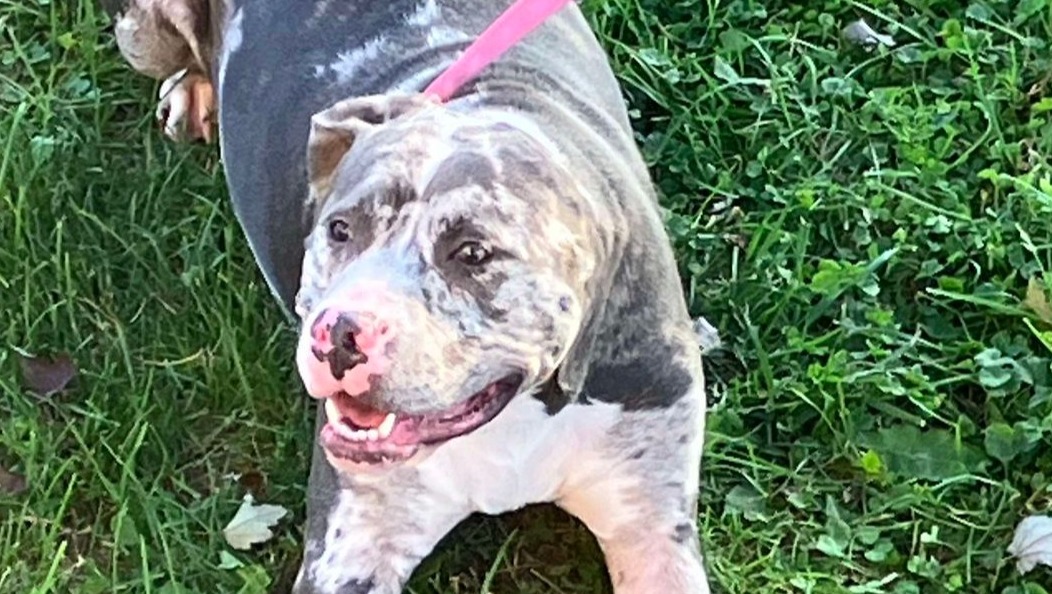 Maize's attacker pled guilty! Sentencing 2-25-26. Pls help! photo