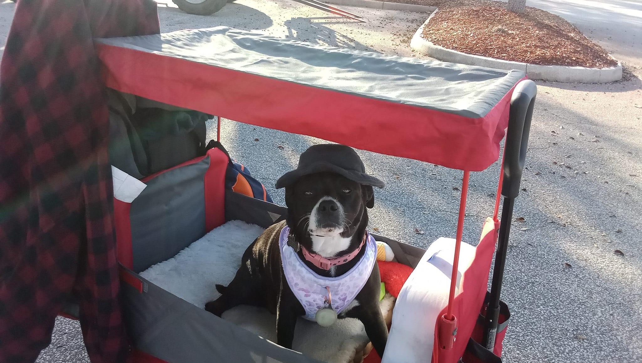 Fundraiser by Kayleigh Cooper gomez Help with pet deposit for