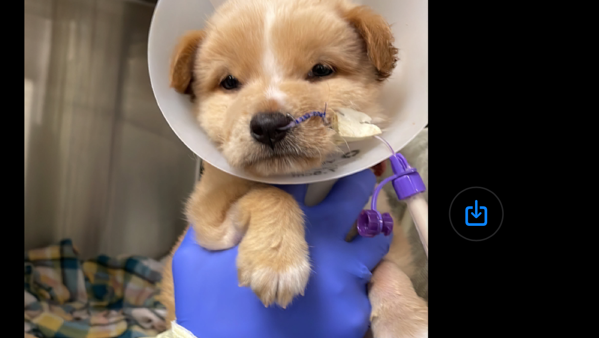HELP JEFE’ BEAT PARVO!!! photo