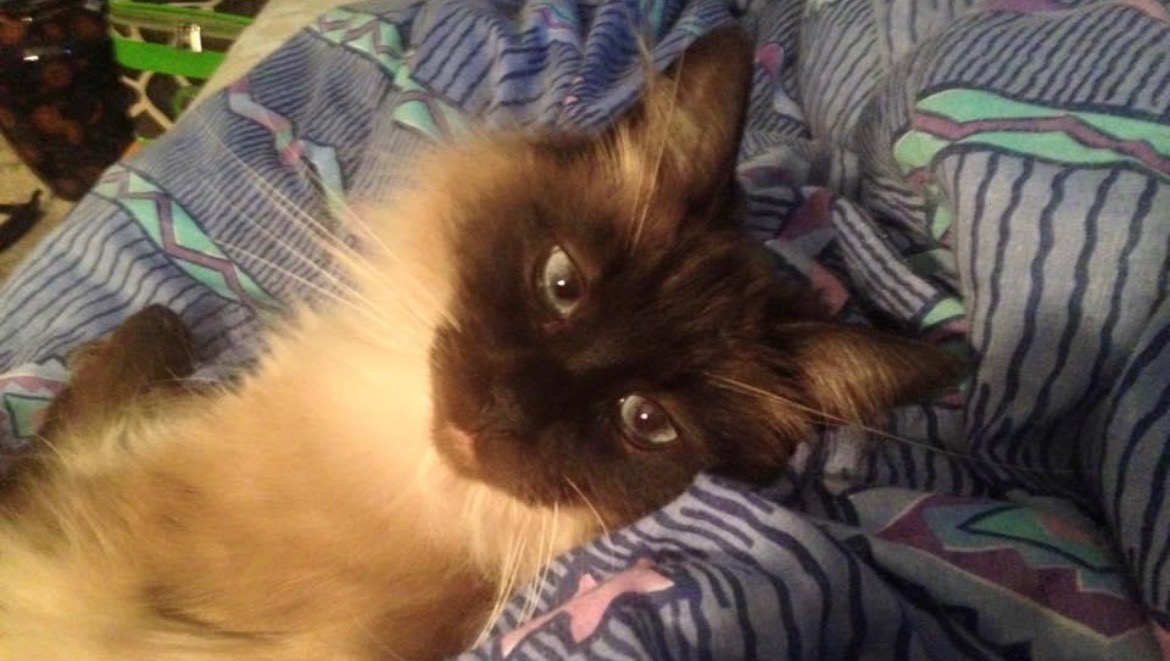 Fundraiser by Patti Hamaluk Vet Bill Sadly I had to get my older