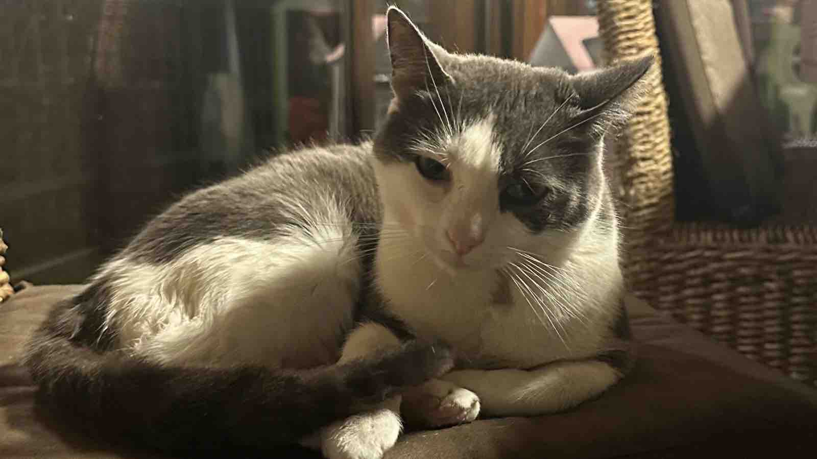 Fundraiser by Alessandra Ruggieri : Aiuta Martino a curare la FIP