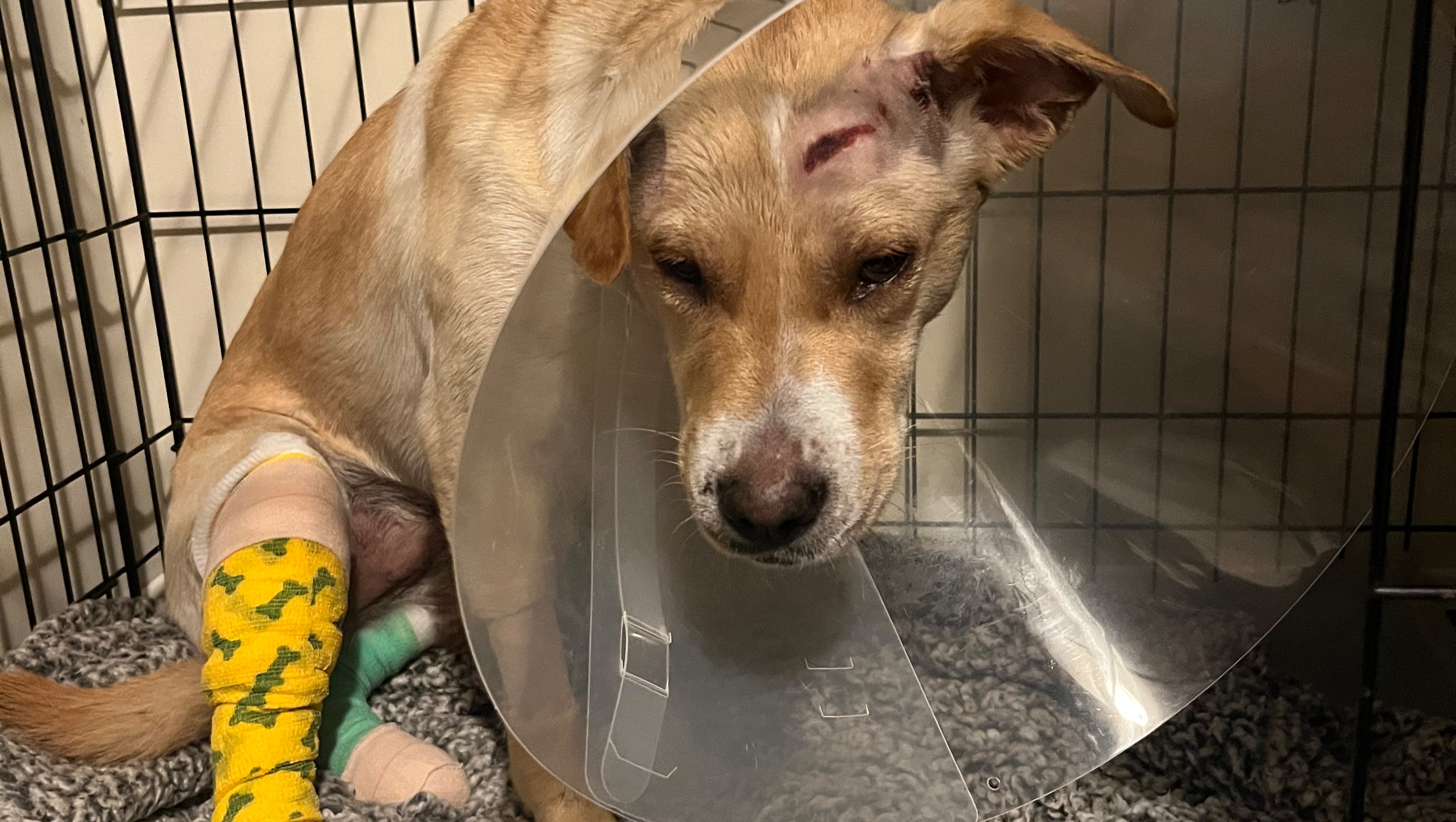 HELP! 1 Year Old Puppy Hit by Car photo
