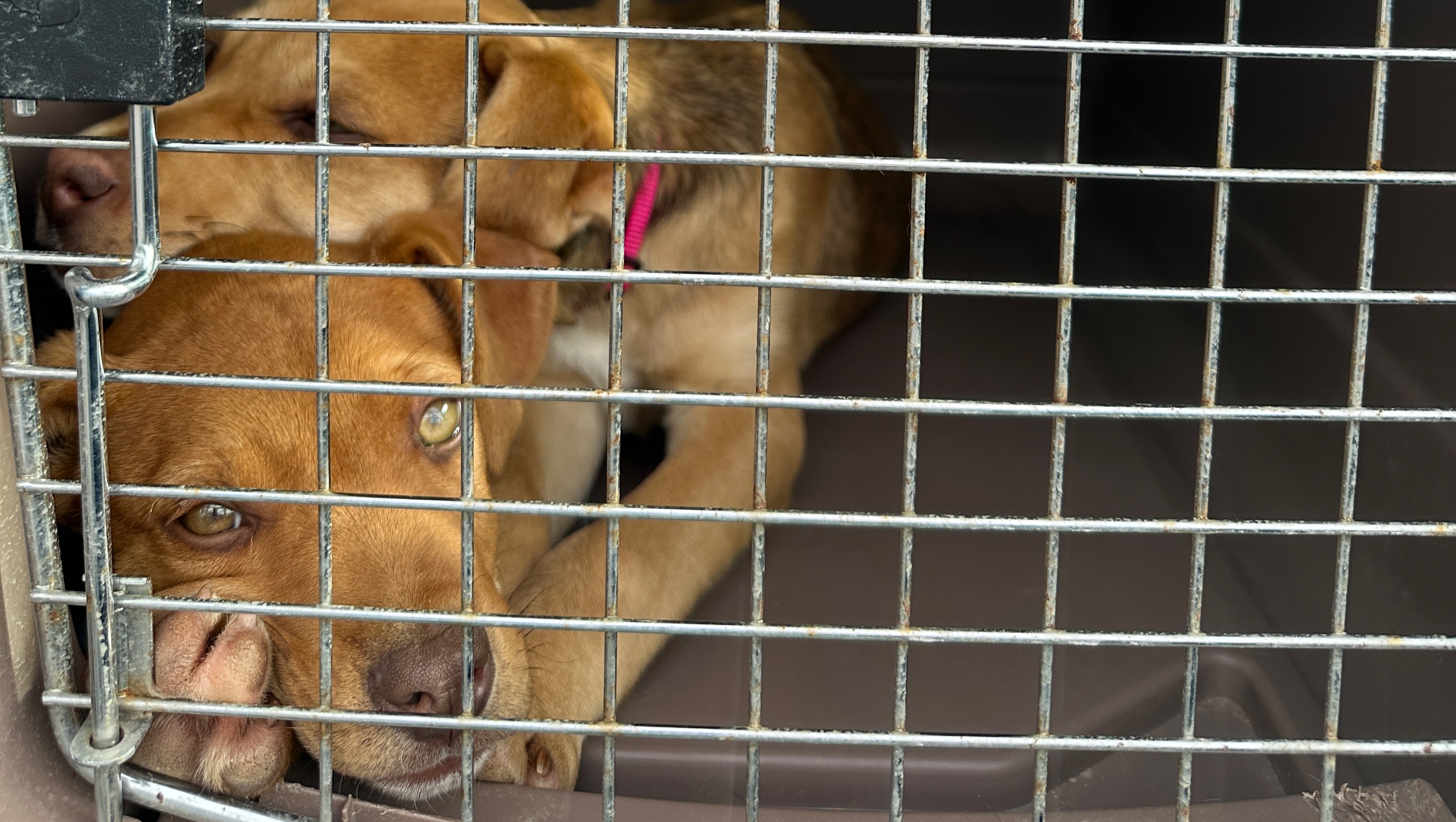 Lucks Rescue Needs Transport Rescue Van photo