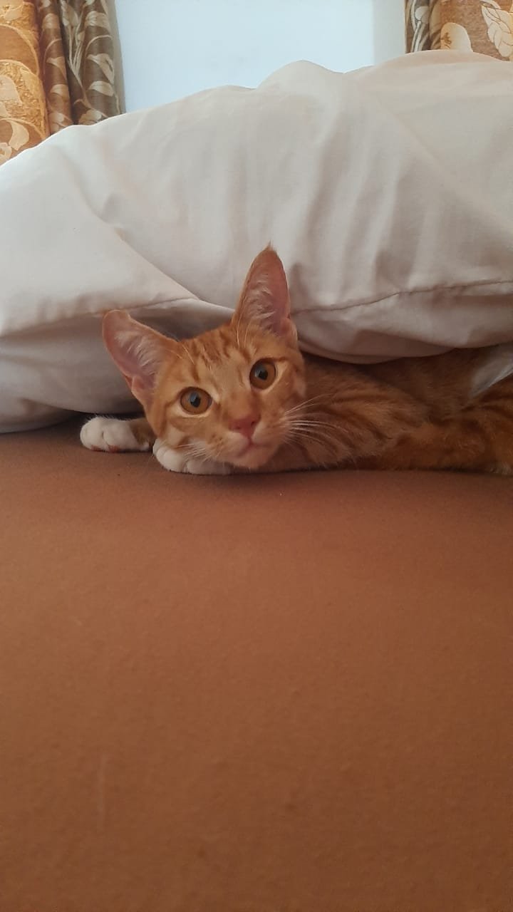 Support Harmony's Foundation - helping one cat at a time campaign photo, 7 of 8
