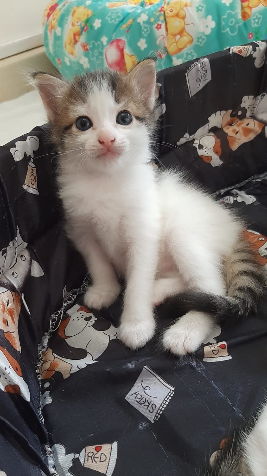 Support Harmony's Foundation - helping one cat at a time campaign photo, 2 of 8