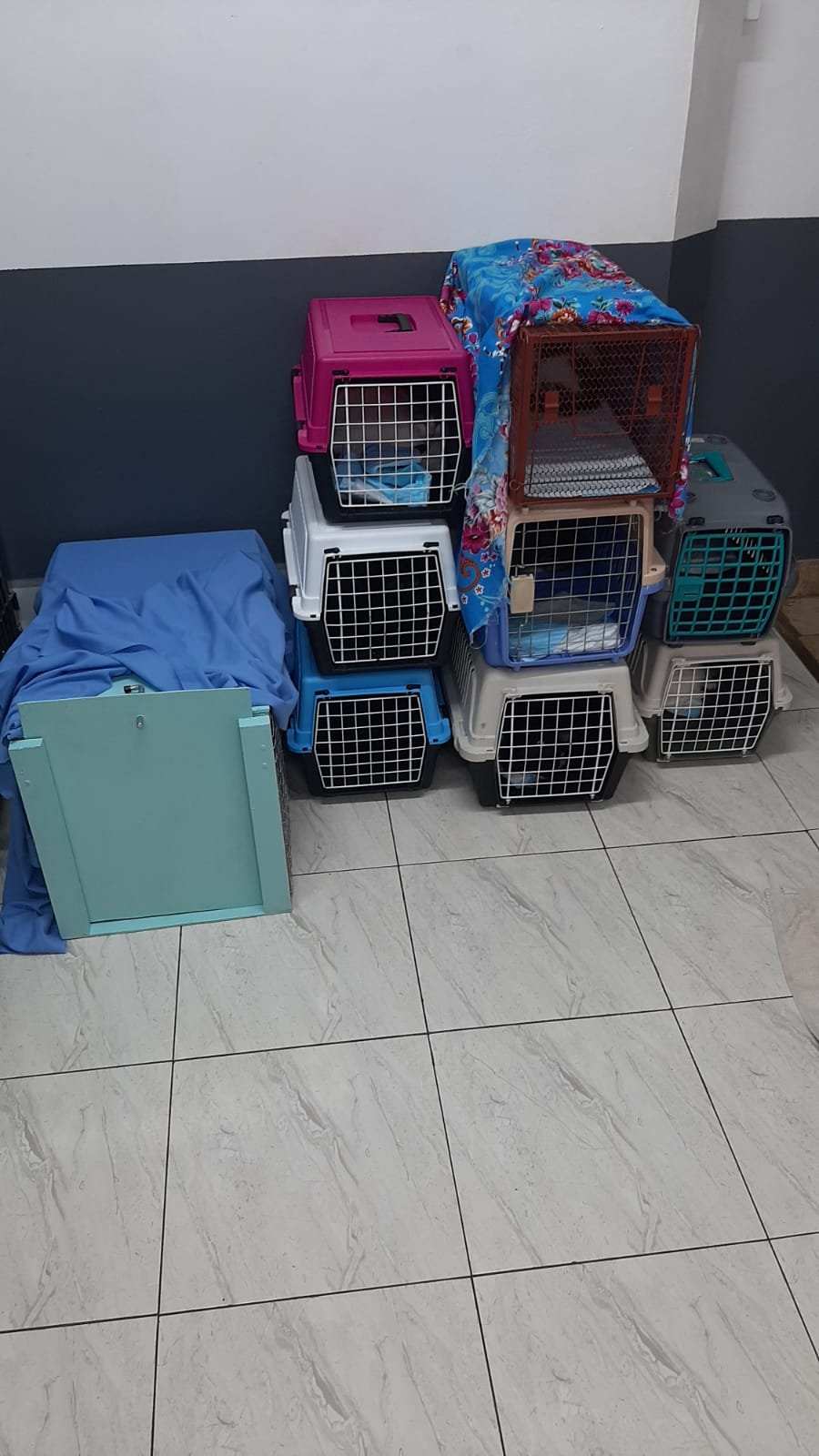 Support Harmony's Foundation - helping one cat at a time campaign photo, 4 of 8