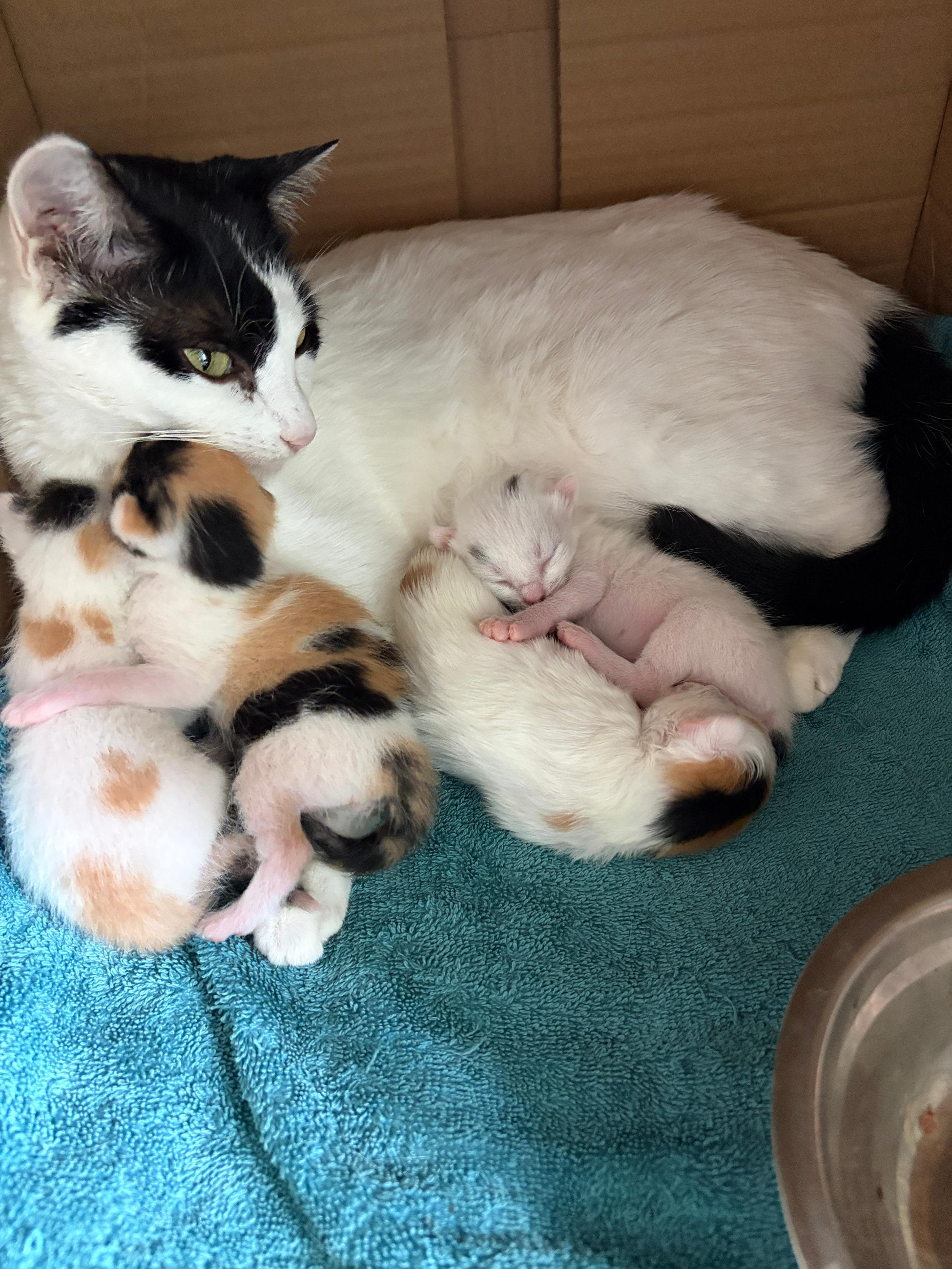 Support Harmony's Foundation - helping one cat at a time campaign photo, 5 of 8