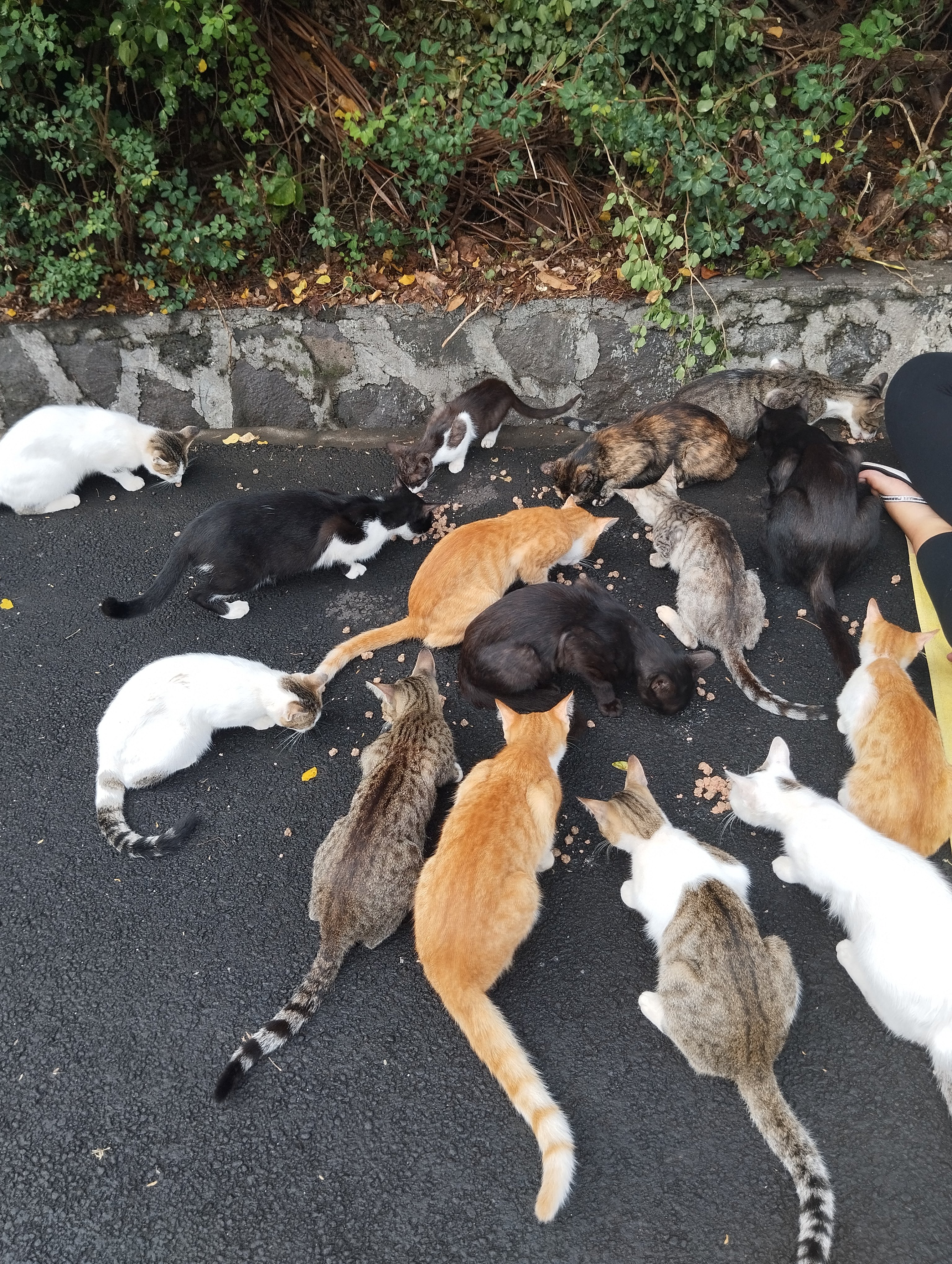 Support Harmony's Foundation - helping one cat at a time campaign photo, 6 of 8