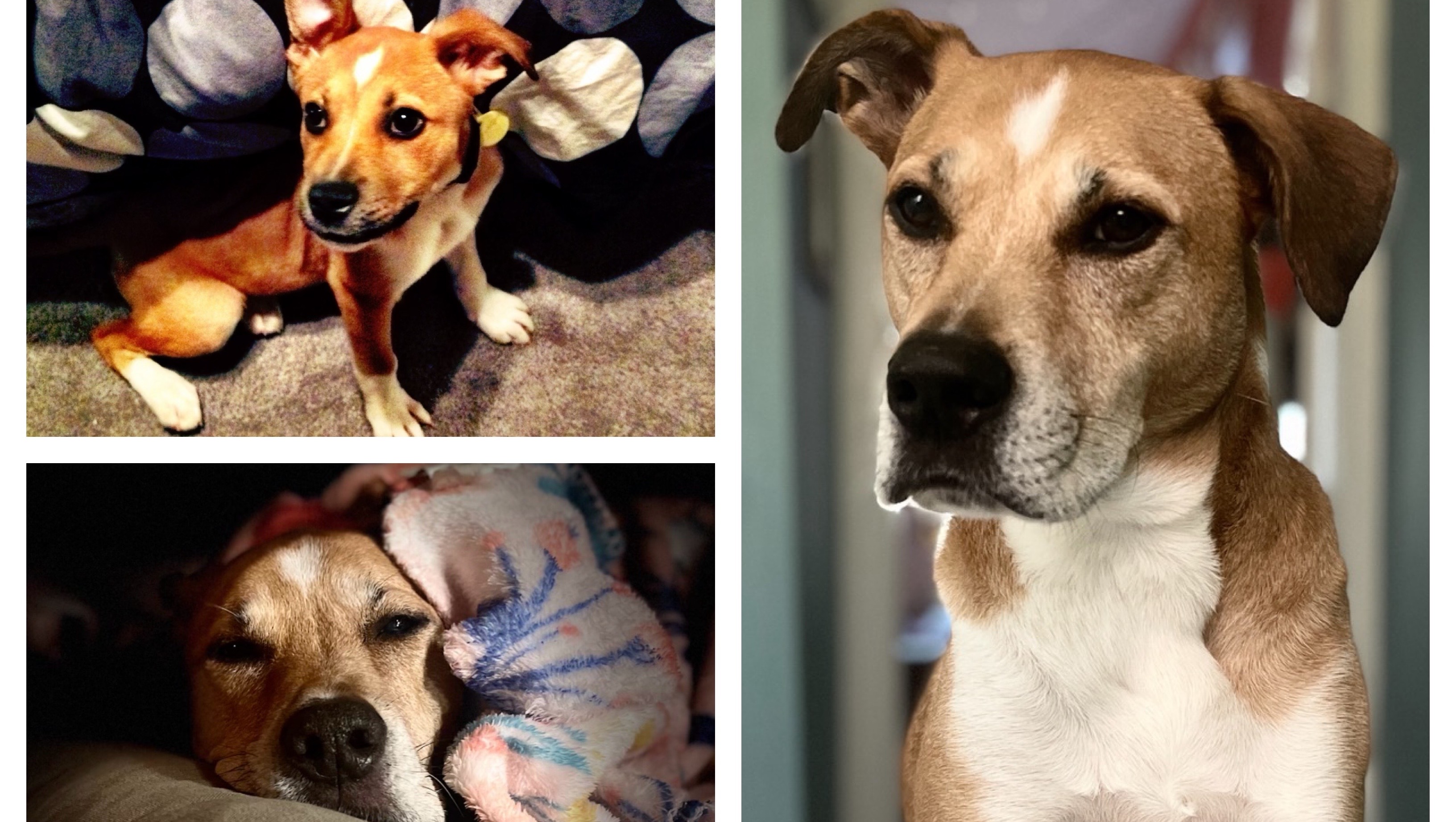 Fundraiser for Lucas Worley by Katie Gottuso Help This Good Boy