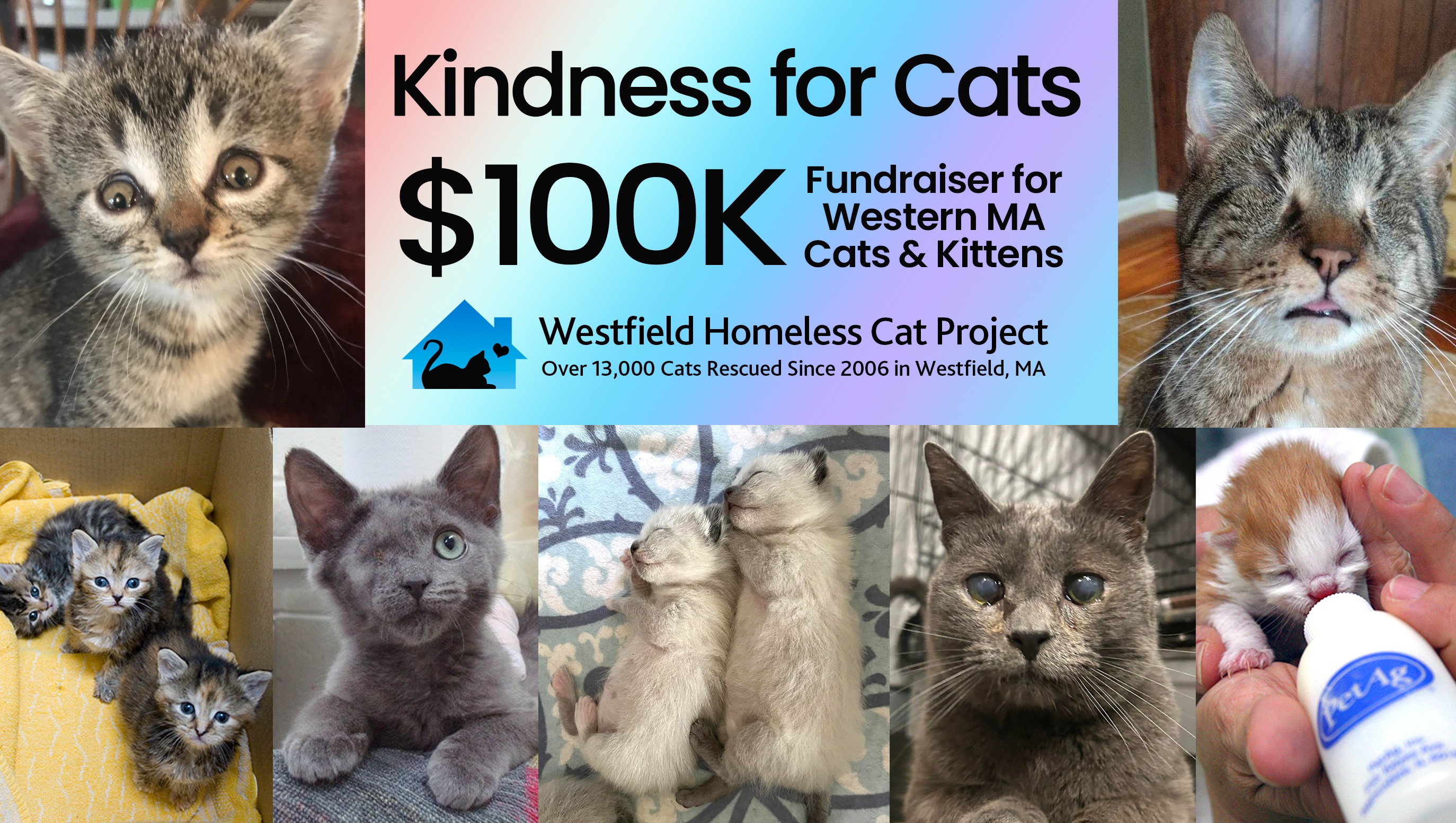 Westfield Homeless Cat Project - sg8goli