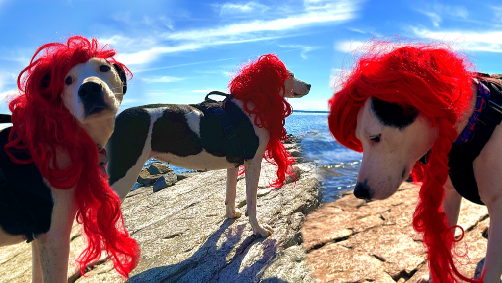 Fundraiser by Christopher Shacklett Summer