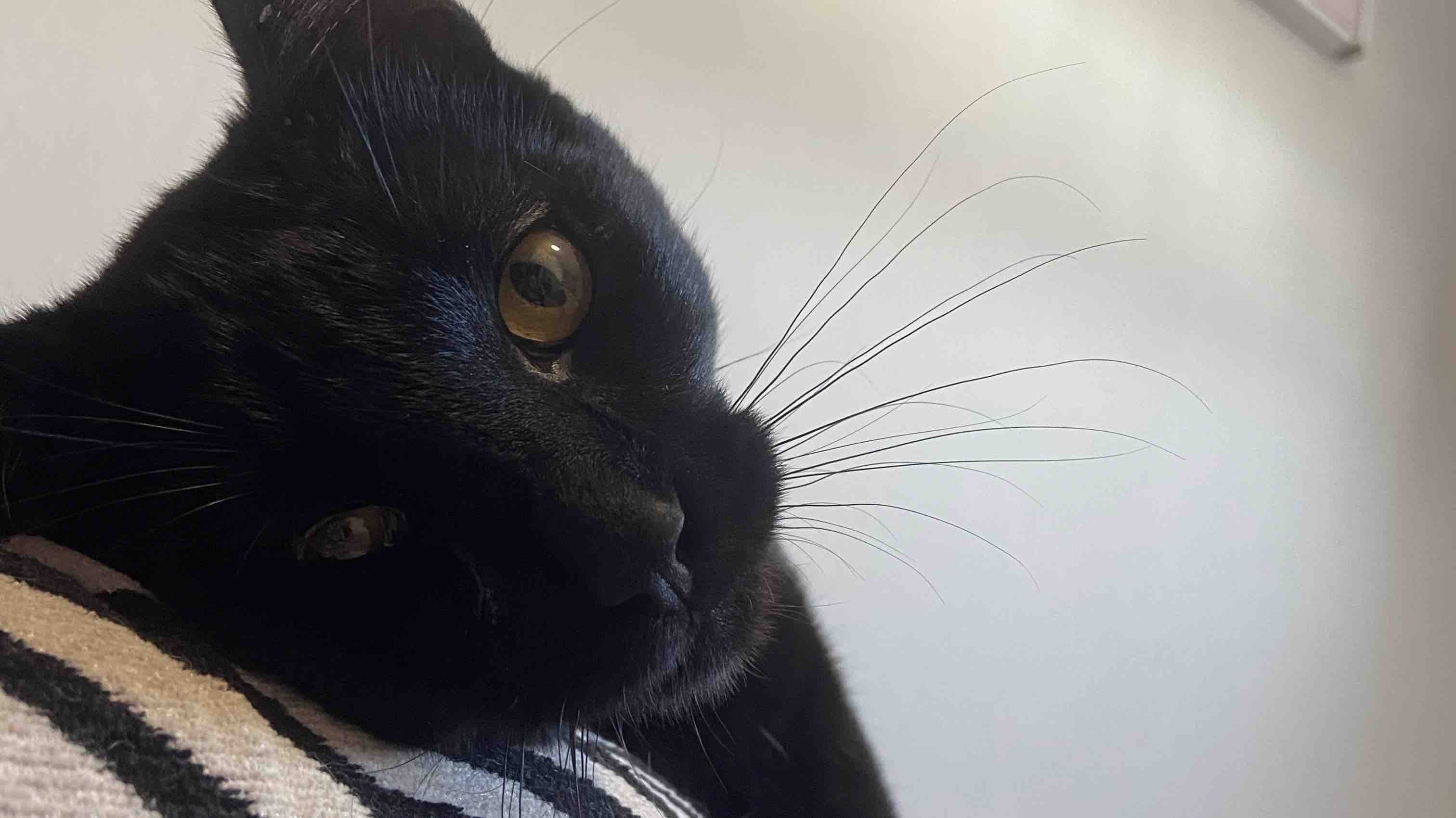 Fundraiser by Faith Willis : Help save Sage’s life