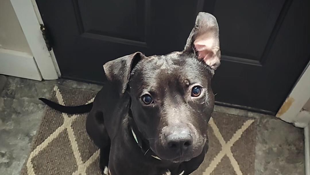 Fundraiser for Ashley McReynolds by Hannah Buffin In Memory of Samson