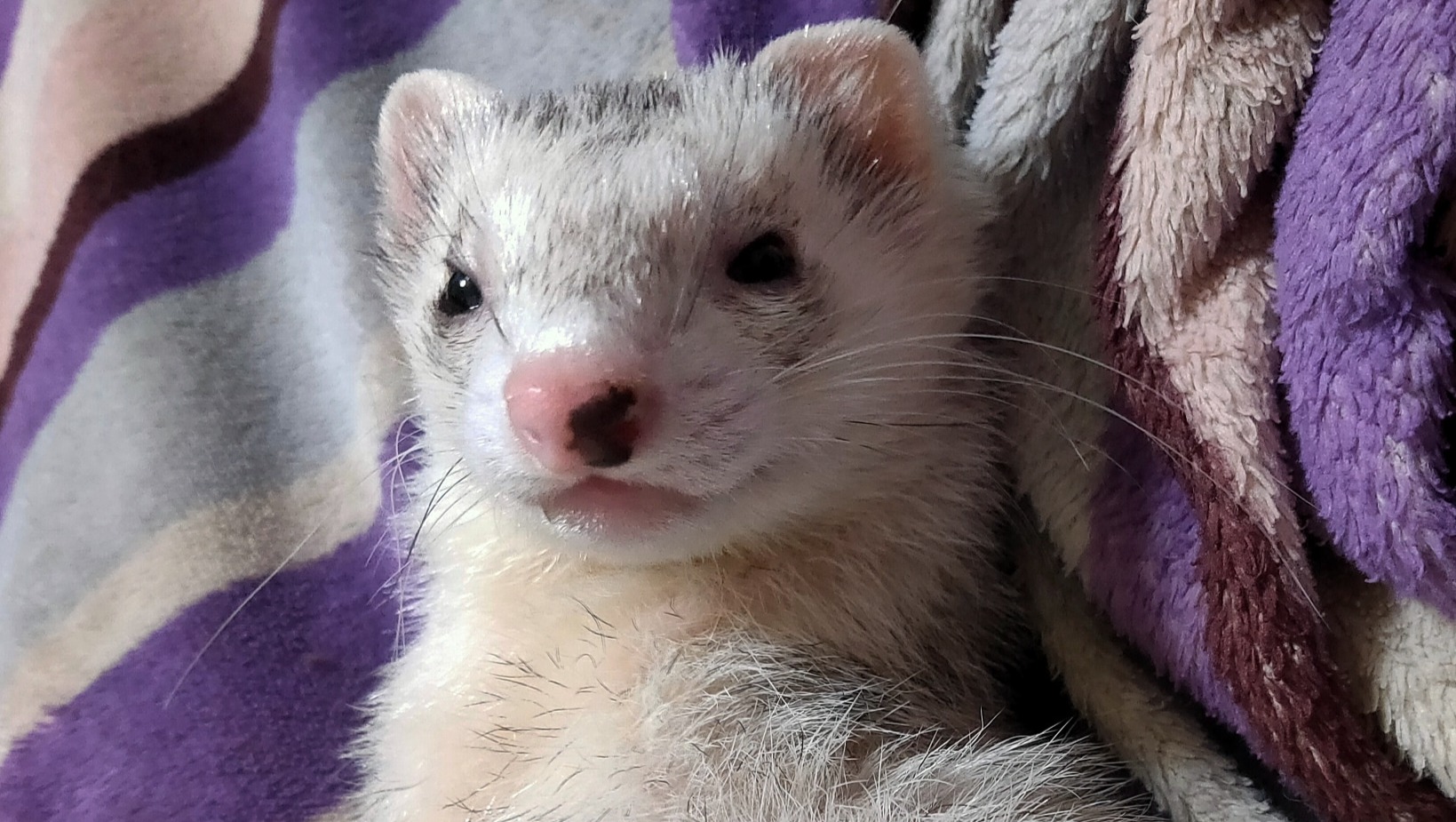 Fundraiser by Ashley Tozer Fenrir's left adrenal gland removal surgery