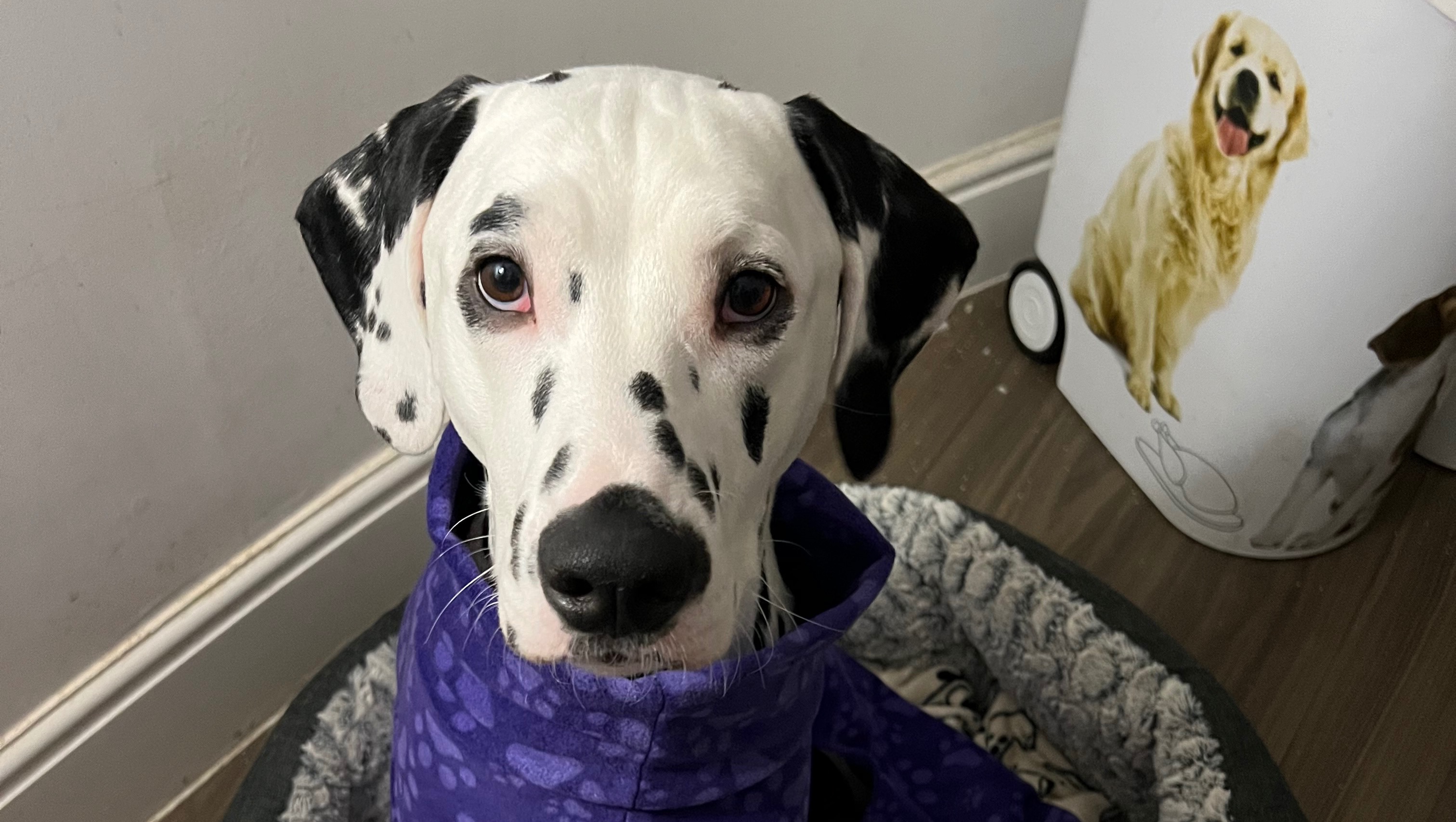 Mysdalmatian Rescue Maryland 55 - 3ge1pyv