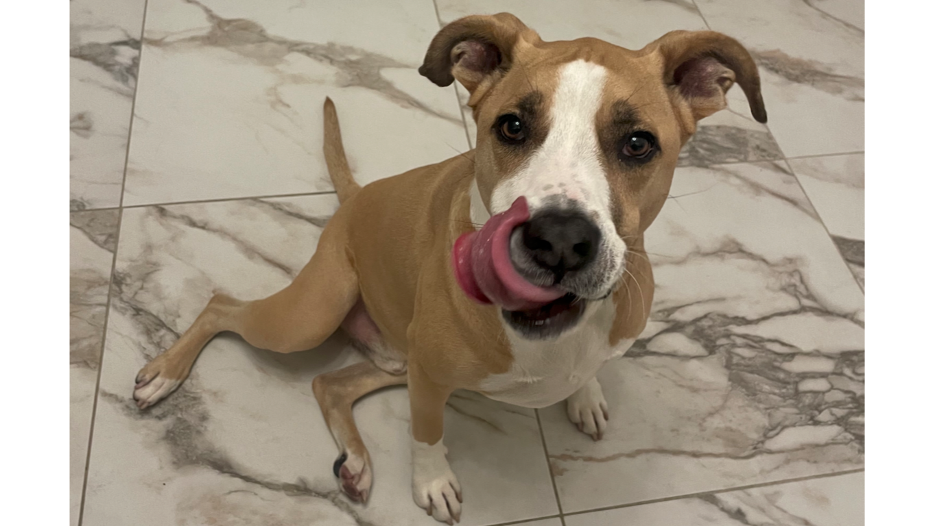 Fundraiser by Conner Loperena : Help Casper's Torn CCL’s - TPLO surgery