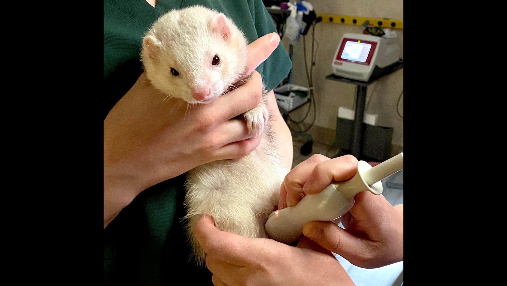 Fundraiser by Alexus Surgery for Buttercup