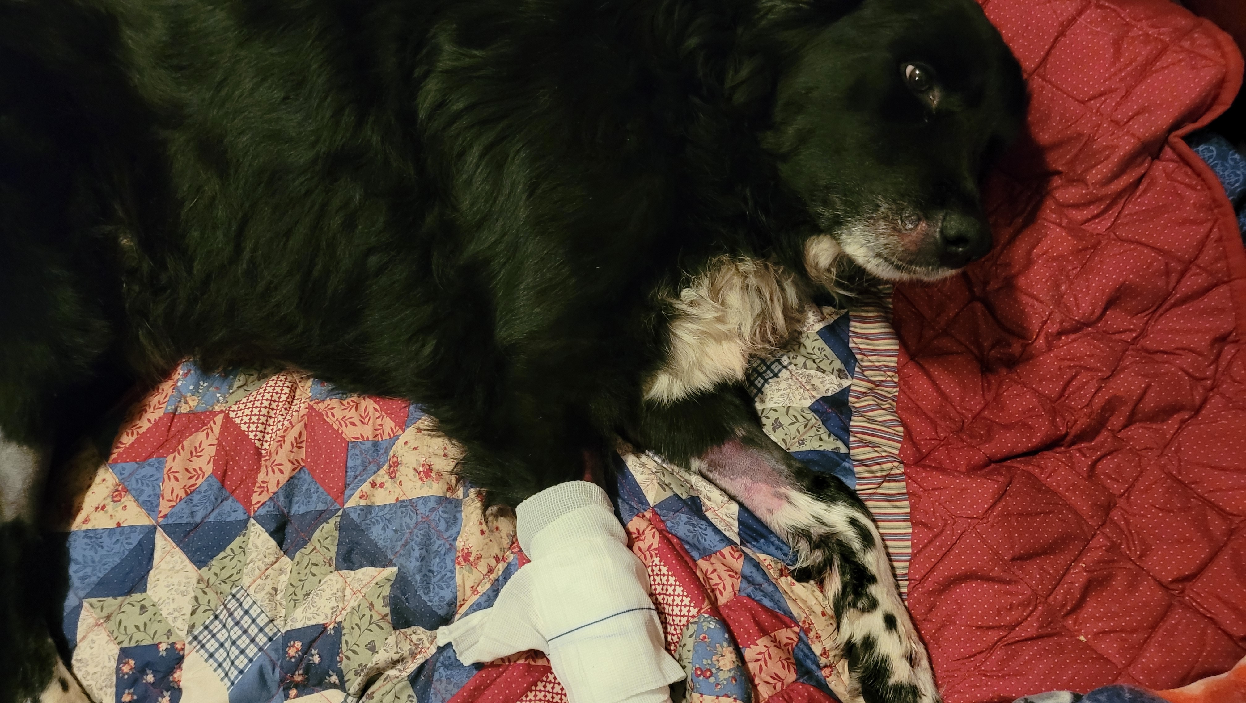 Fundraiser by Elizabeth Bryant Roscoe needs help from car accident!