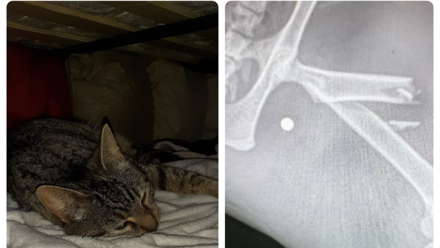 Fundraiser by Alex Marshall Donations for cats broken leg.