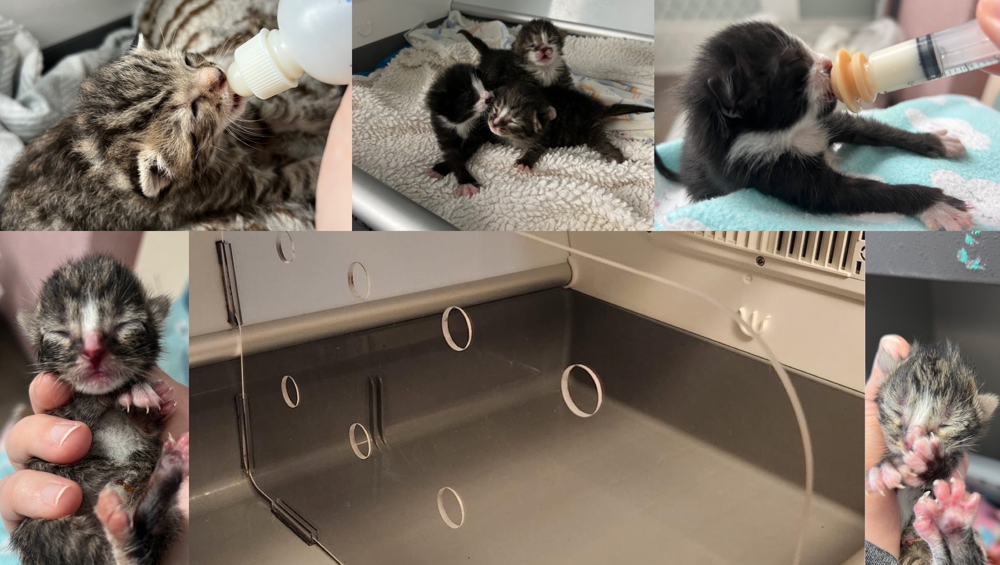 Fundraiser by Michele Lago Incubator Dividers Urgent Need