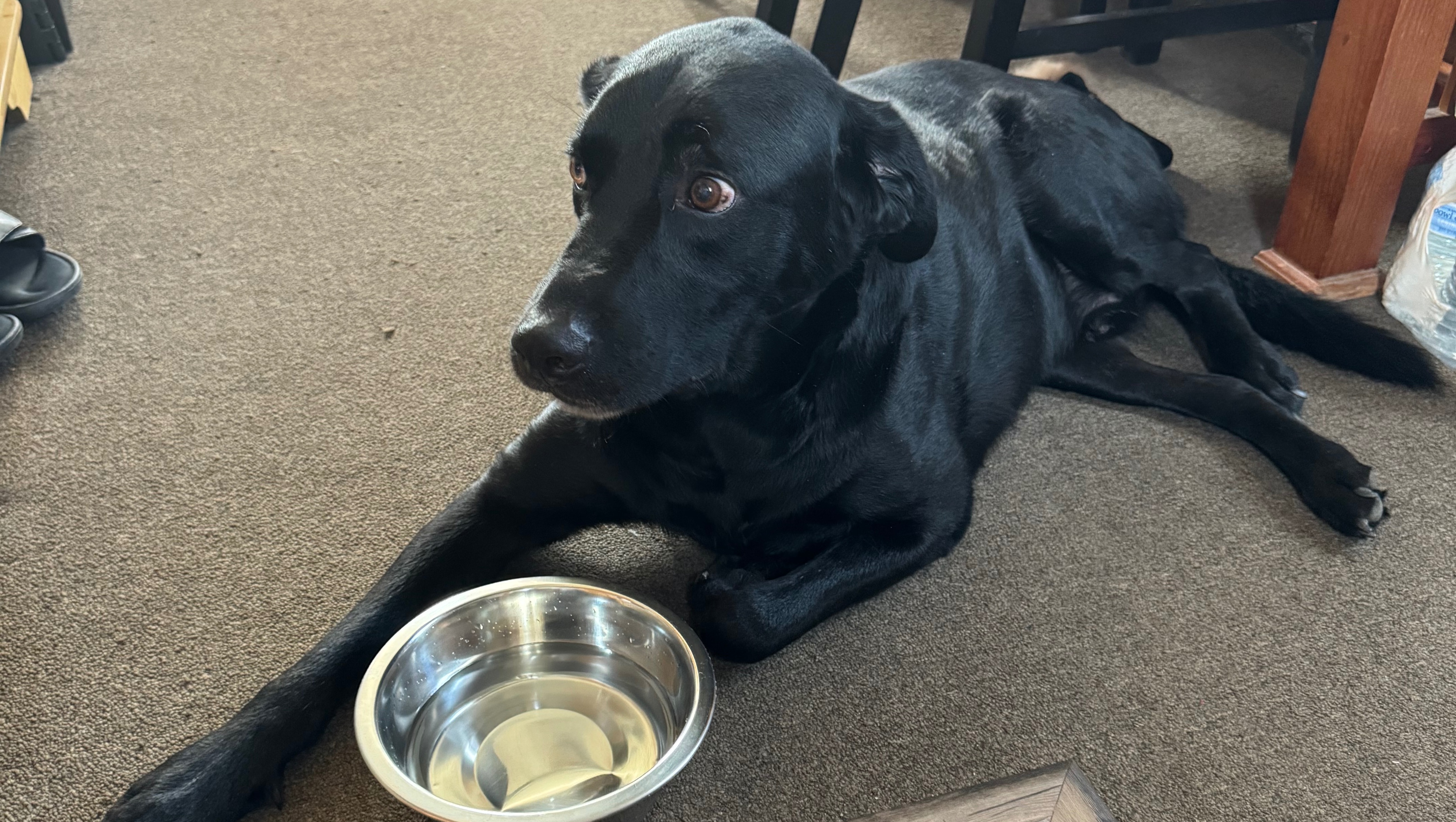 Fundraiser by Timothy Simko : Help Save Jax! - Osteosarcoma Cancer